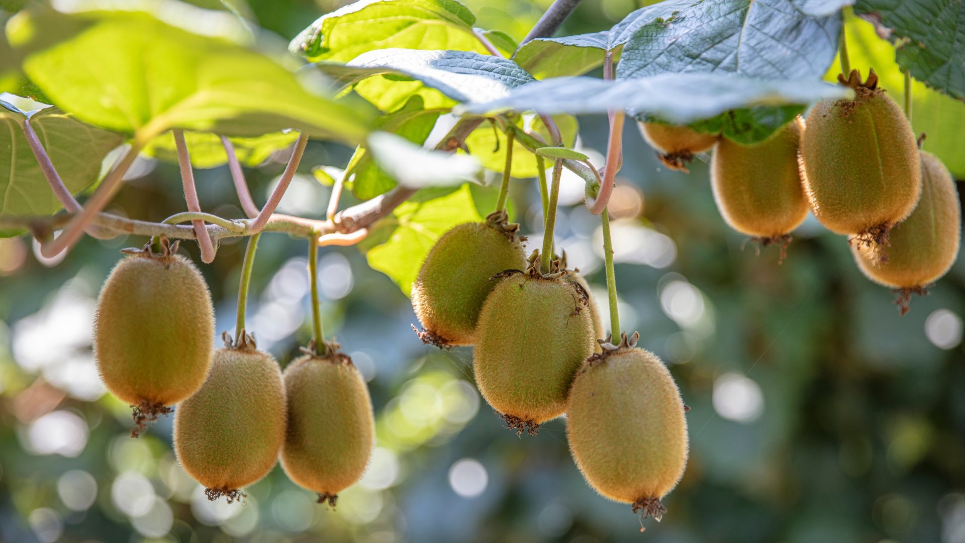Kivi termesztése a kertben – Tippek, hogyan tudsz otthon kivit termeszteni Kivi termesztése a kertben – Tippek, hogyan tudsz otthon kivit termeszteni
