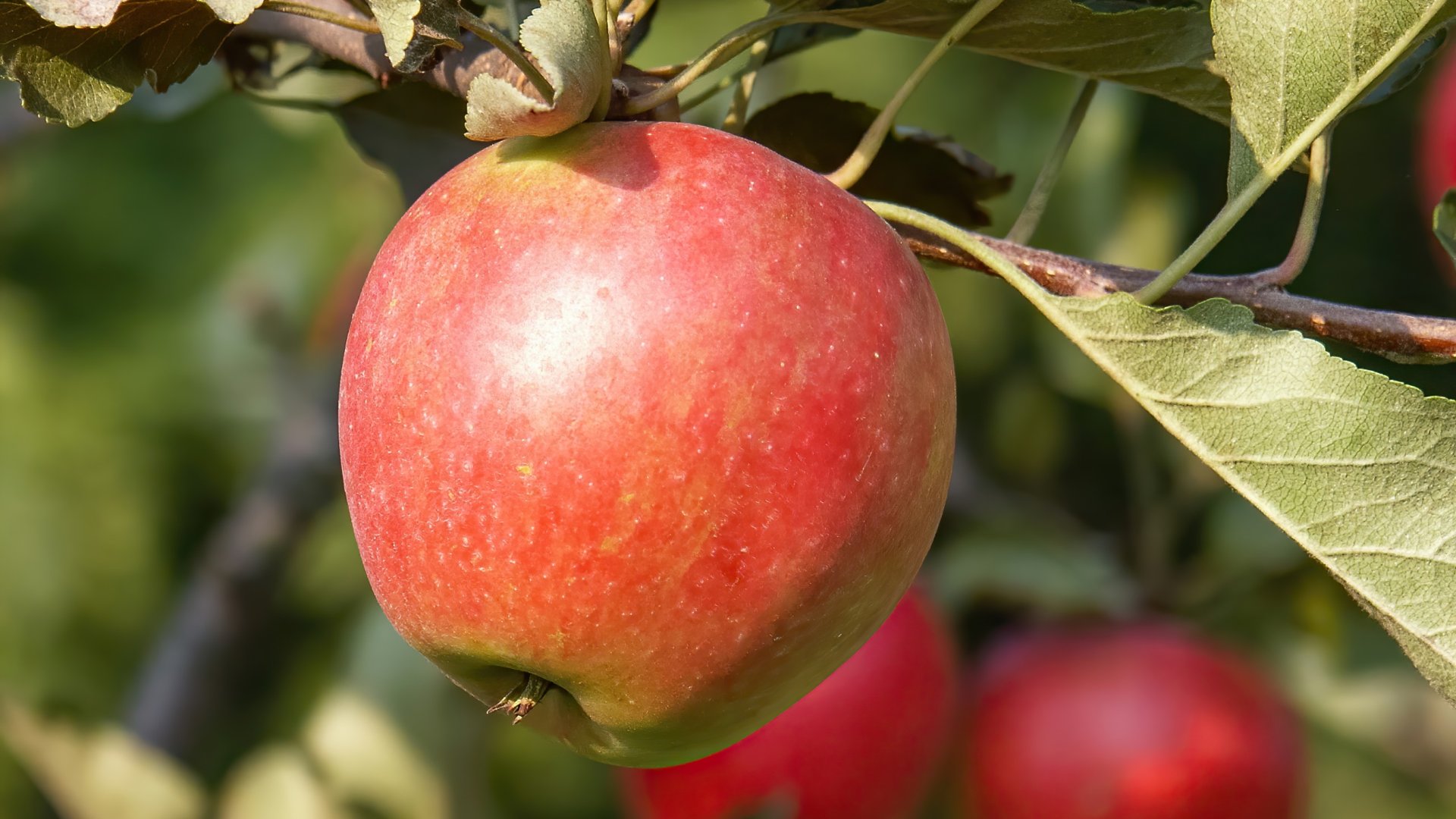 Senki nem kér a lengyelek almájából – Támogatást biztosítanak az almatermesztőknek Senki nem kér a lengyelek almájából – Támogatást biztosítanak az almatermesztőknek