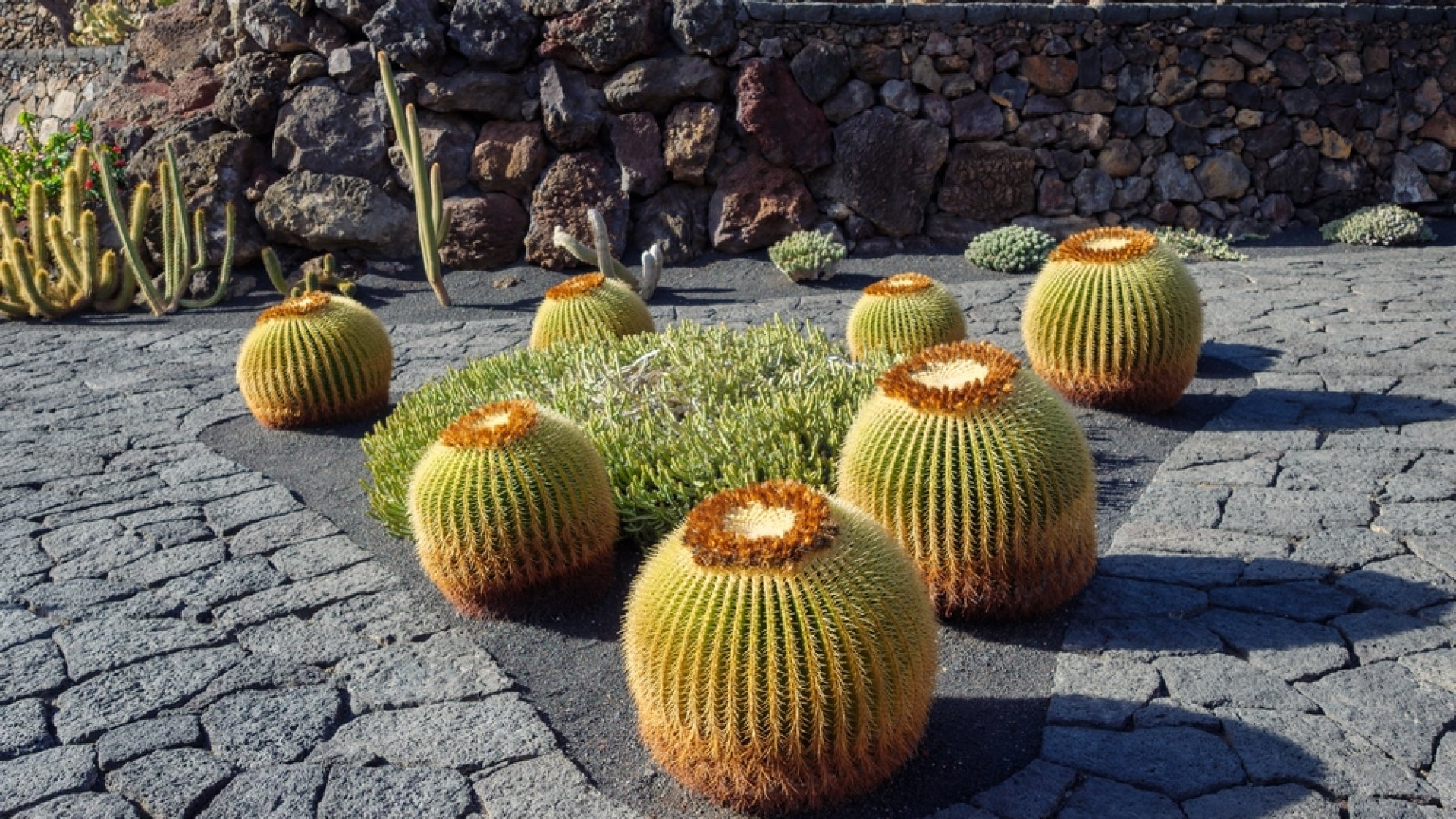 Miért (és hogyan) védd meg kaktuszaidat az esőtől?