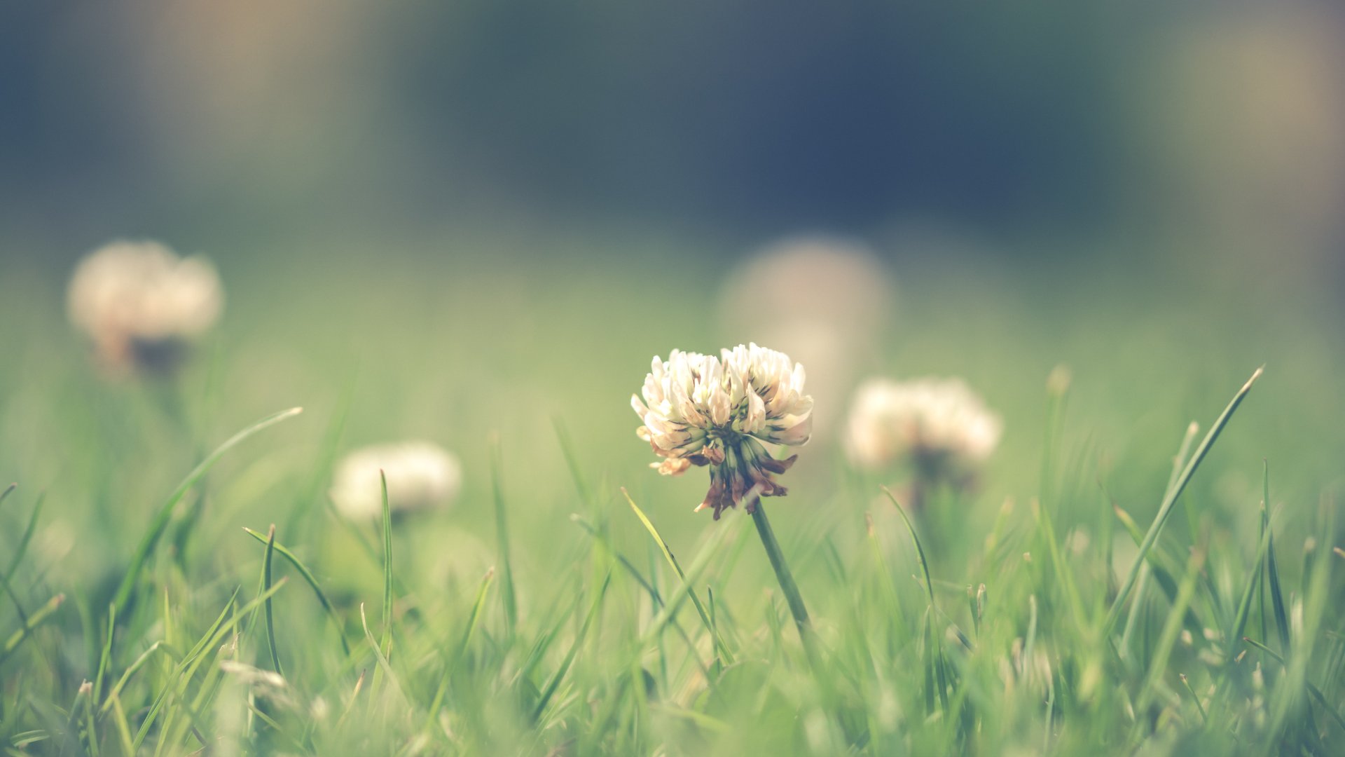 A gyep gyomirtása – Így lesz gaz mentes a füved