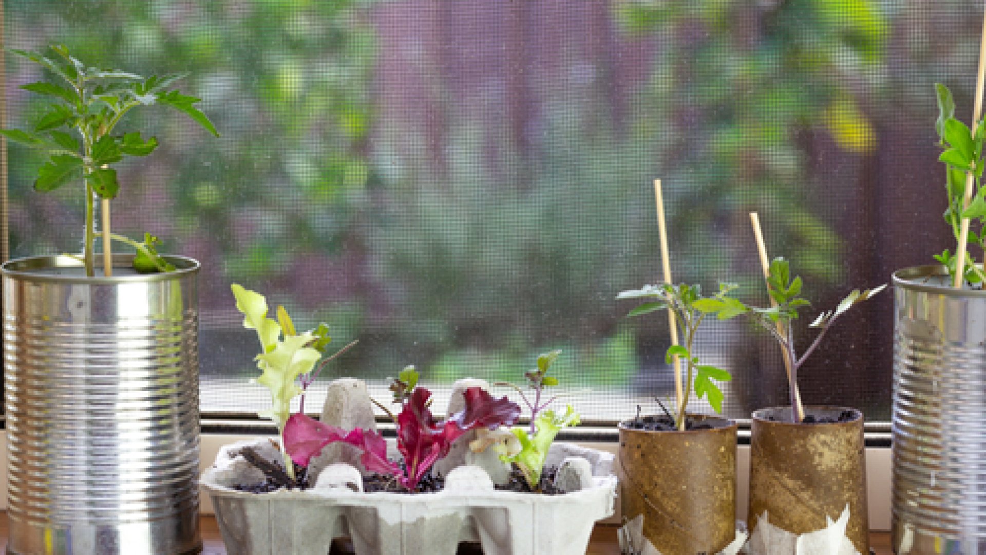 Ültetés WC-papír gurigákba – Újrahasznosítás a kertben