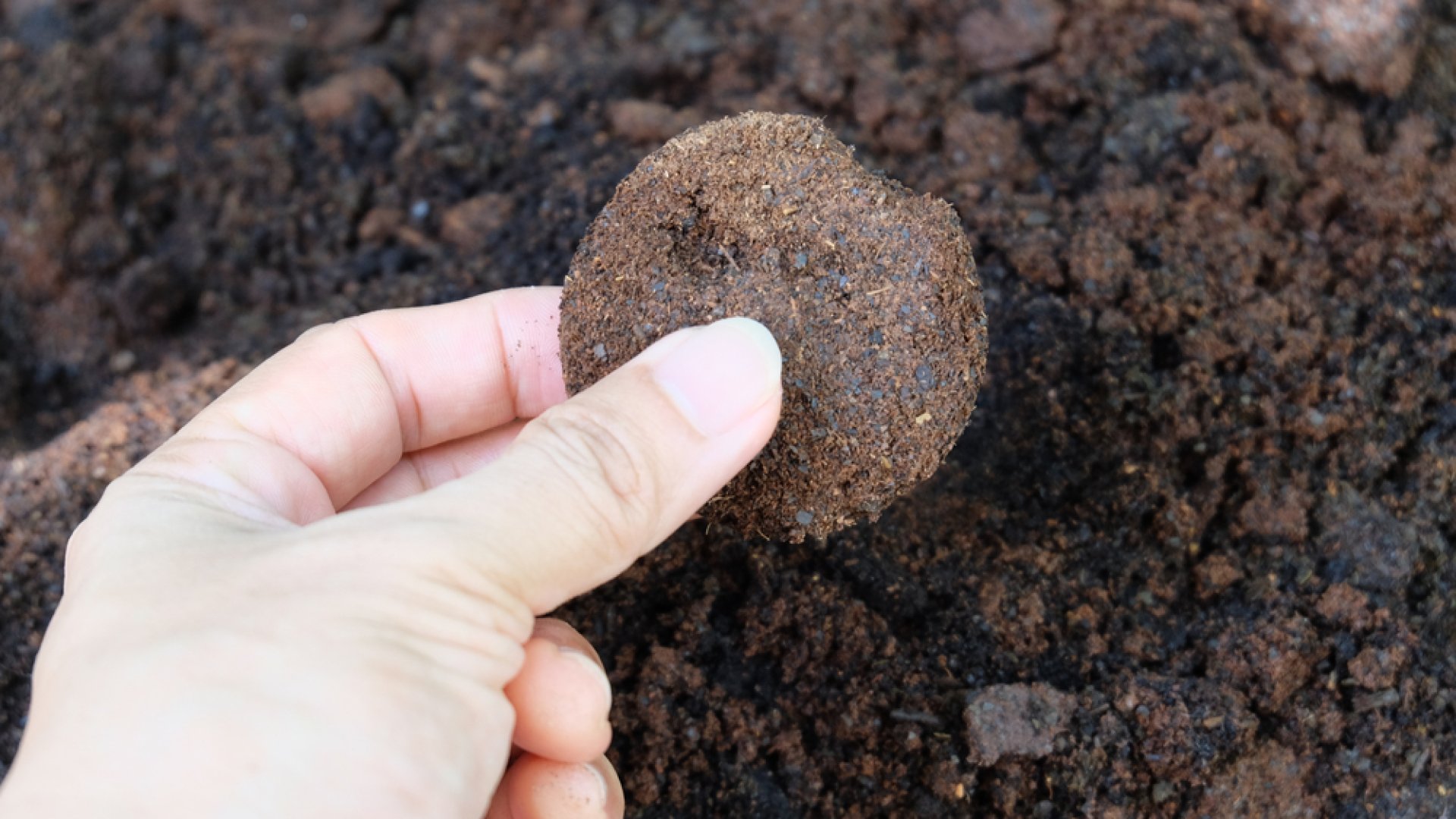 Mire jó a kávézacc a kertben?