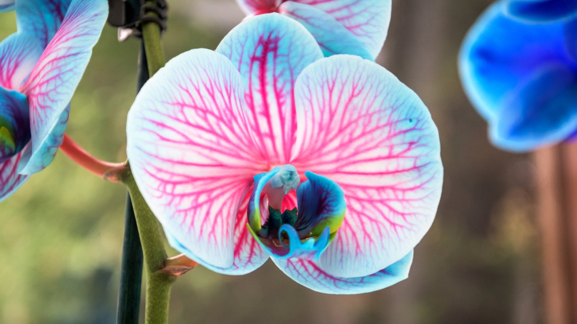 Az orchidea tökéletes ápolása- teljes szakértői útmutató Az orchidea tökéletes ápolása- teljes szakértői útmutató