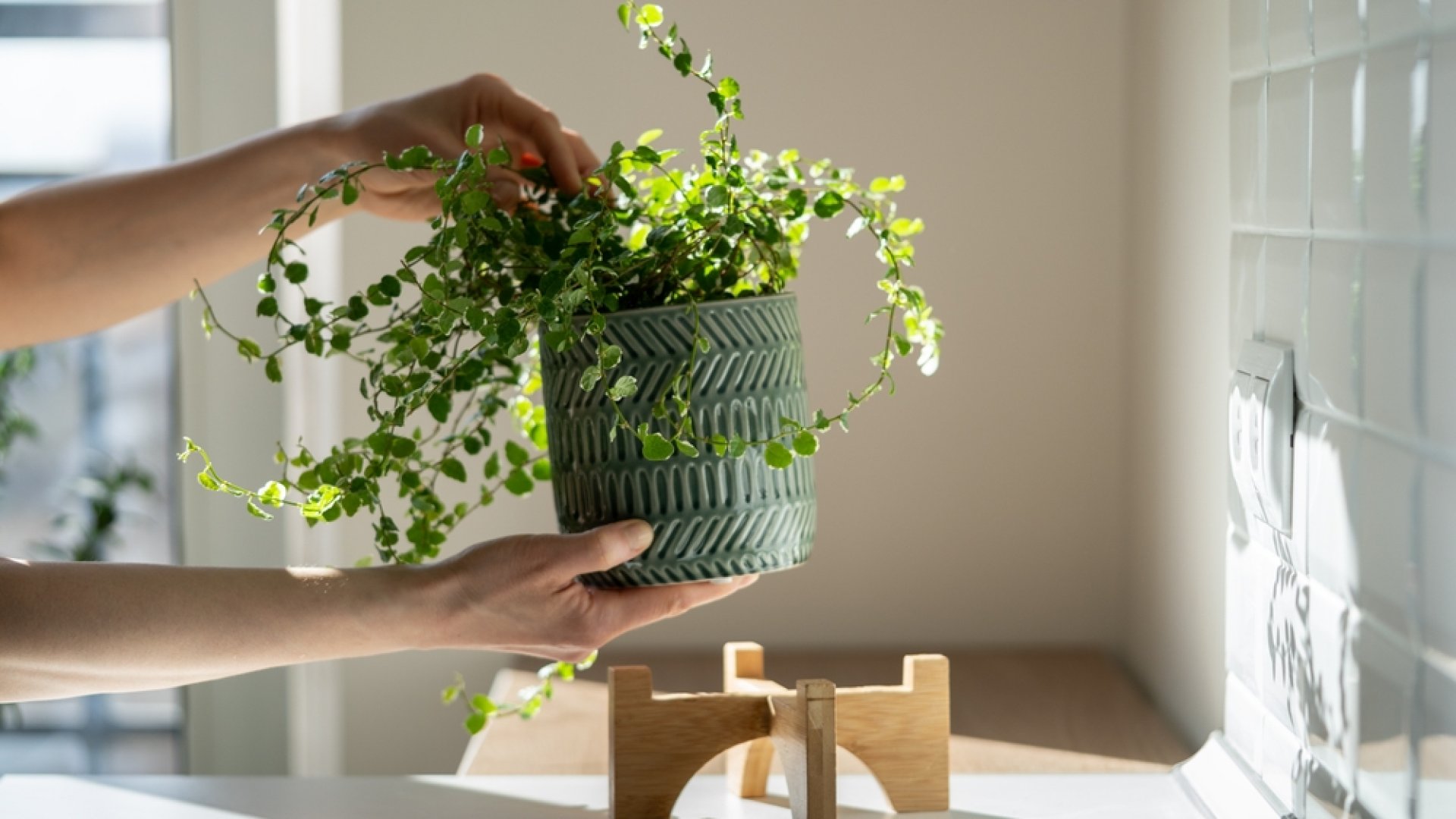 Hova tegyem a növényeket a házban? Ezek a legideálisabb helyek!