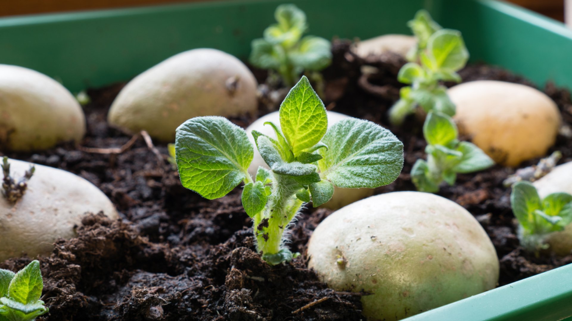Így termessz burgonyát a bolti kicsírázott krumpliból