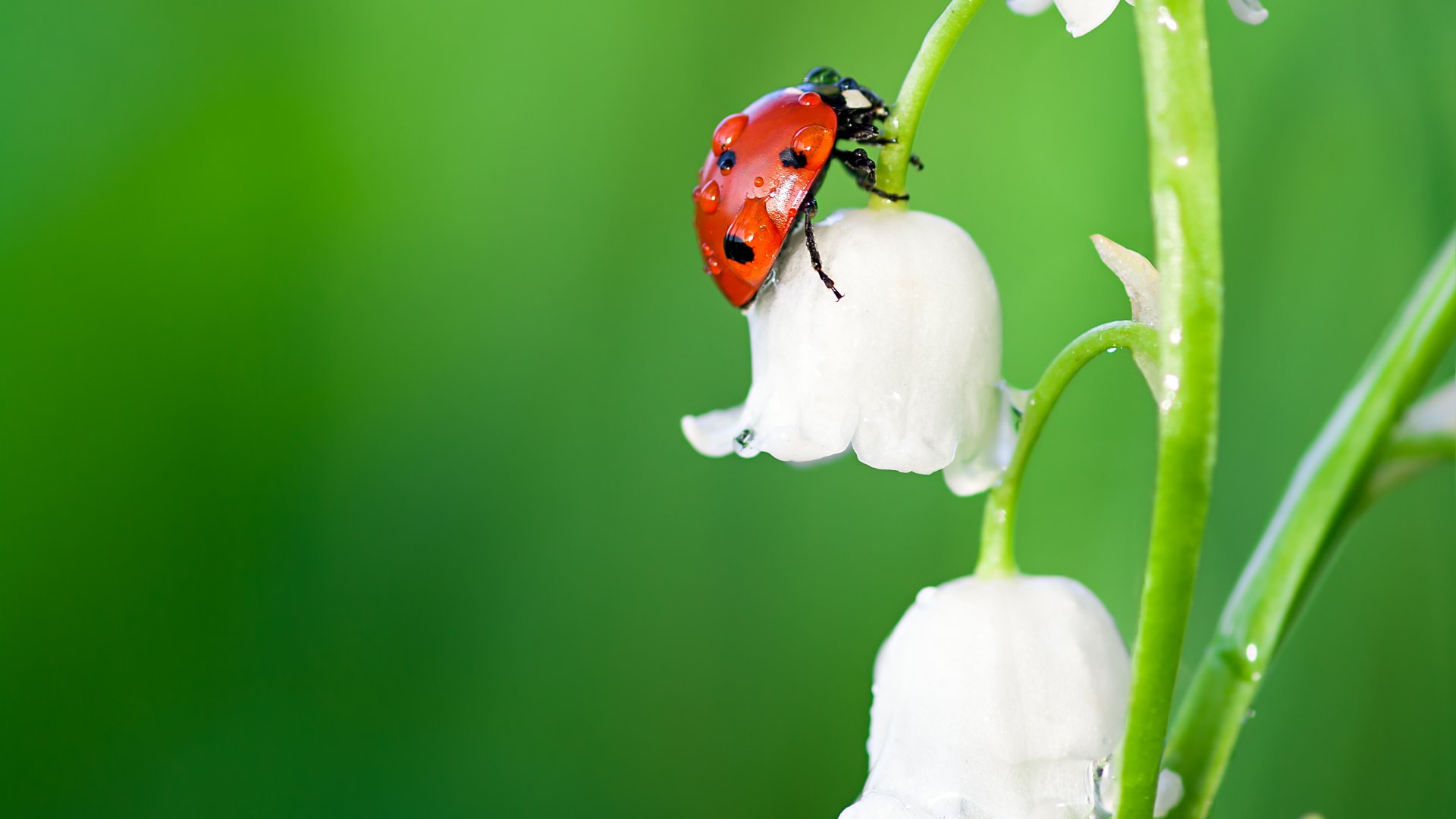 Katicák a kertben – Így csalogasd be őket