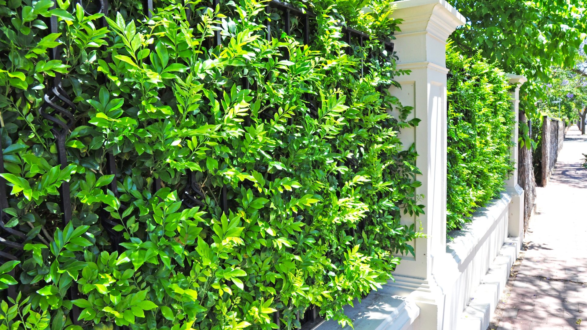 4 növény, ami nem enged belátást a kertedbe – Ezeket ültesd a kerítéshez!