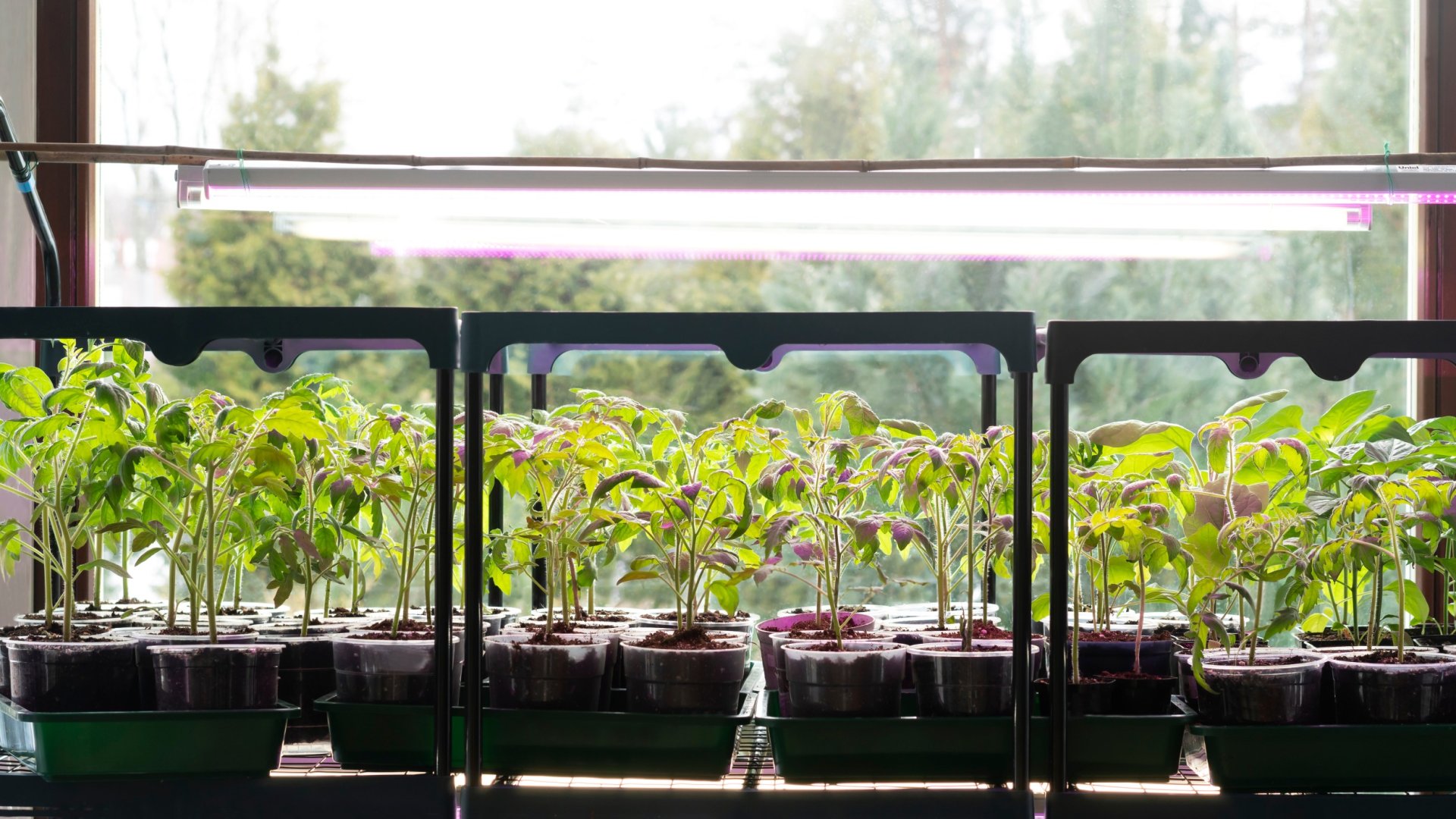 Palántanevelés lépésről-lépésre – Így nevelj saját palántát!