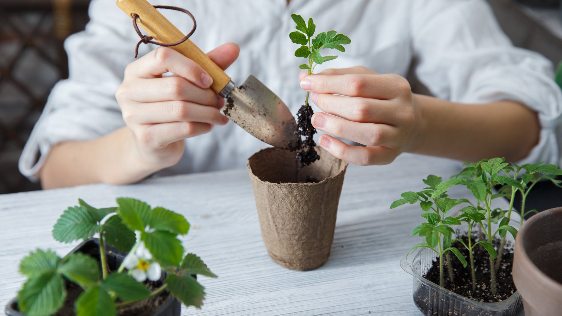 Ezért nevelj inkább otthon palántát! - Az otthoni palántanevelés előnyei