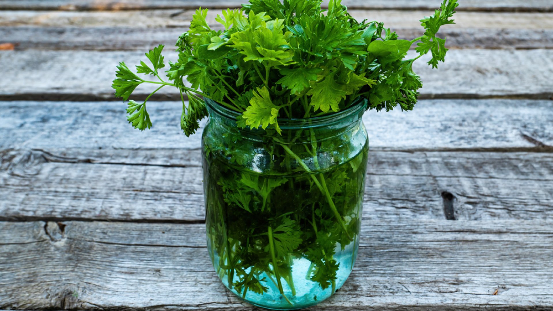 A petrezselyem szaporítása magokkal és dugványokkal