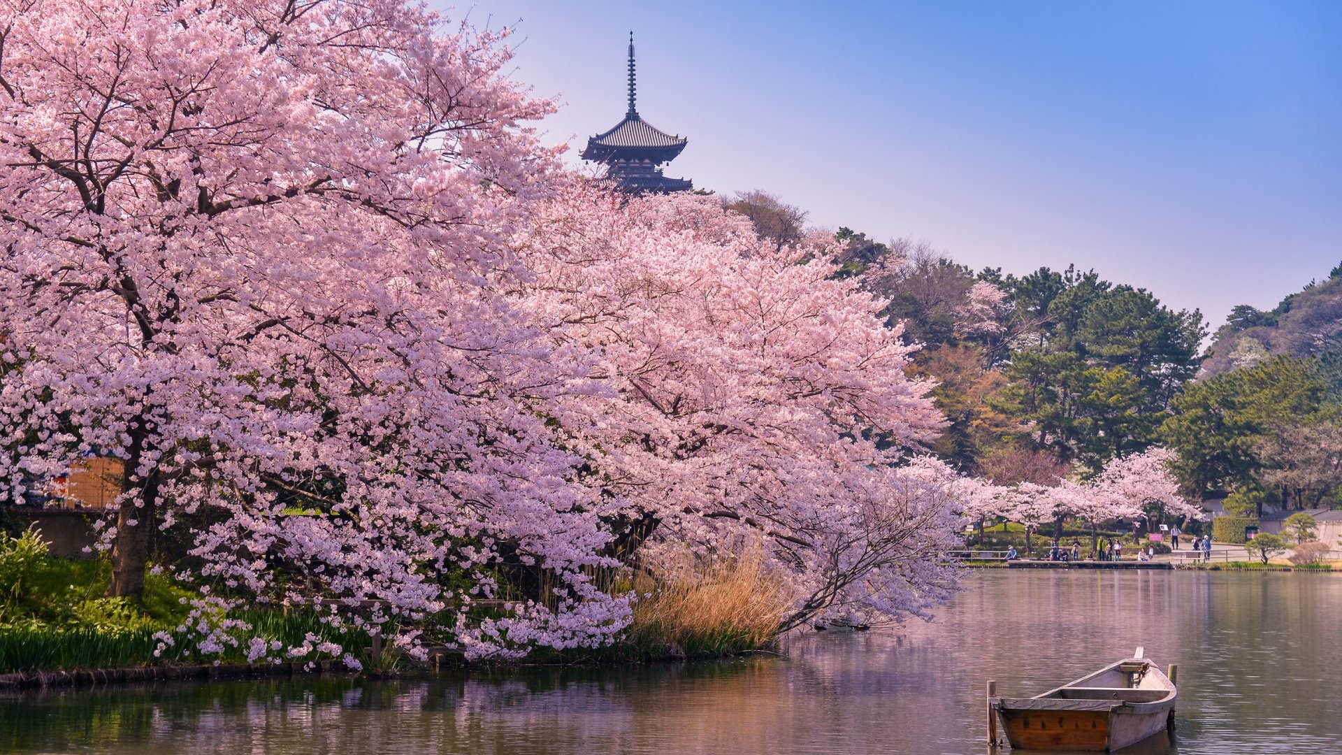 Sakura, azaz japán cseresznyevirág kertedbe – ezeket a fajtákat válaszd!