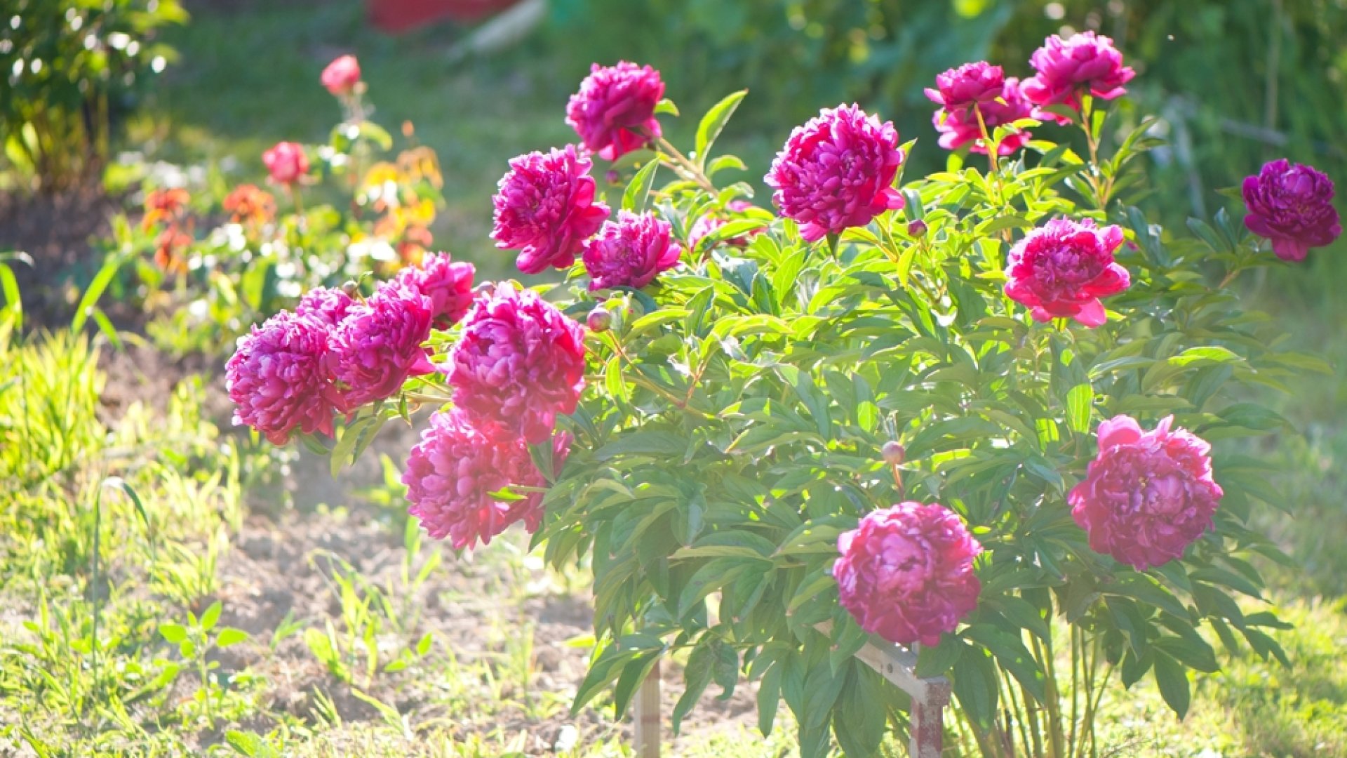 Termessz te is gyönyörű kerti bazsarózsát ezekkel a tanácsokkal!