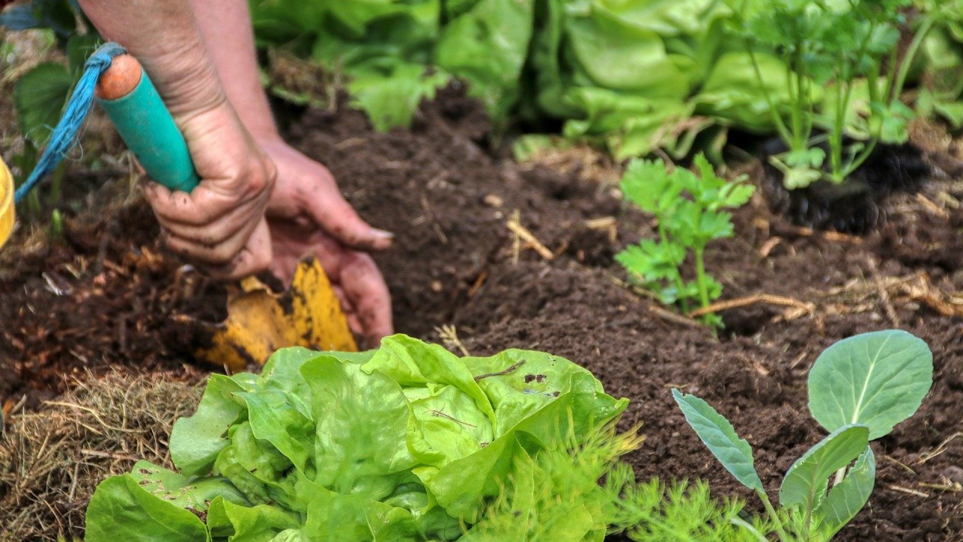 Tavaszi kertészkedés – dughagyma ültetése