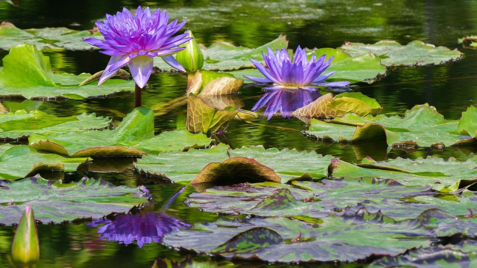 A kerti tó tavaszi nagytakarítása: íme a legjobb módszer kerti tó tavasziasításhoz