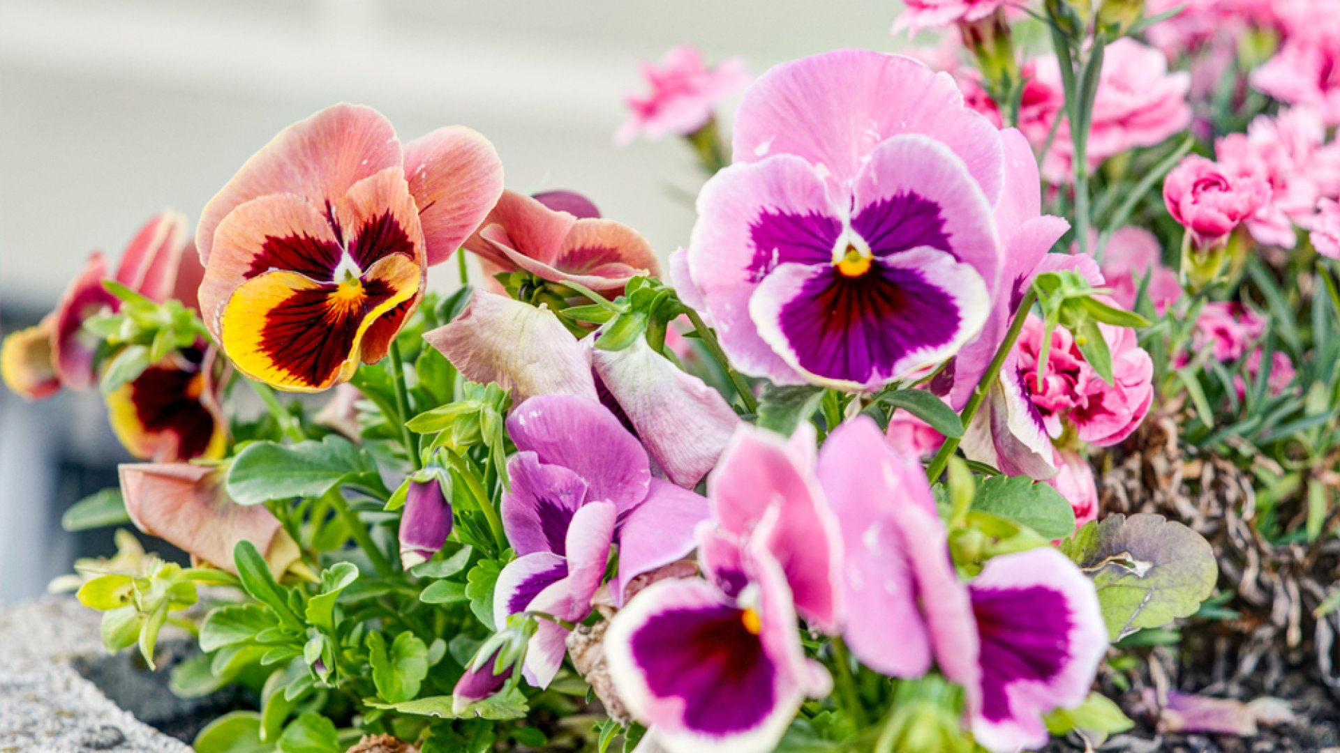 A 8 legkorábban nyíló tavaszi virág, ami bírja a hideget is