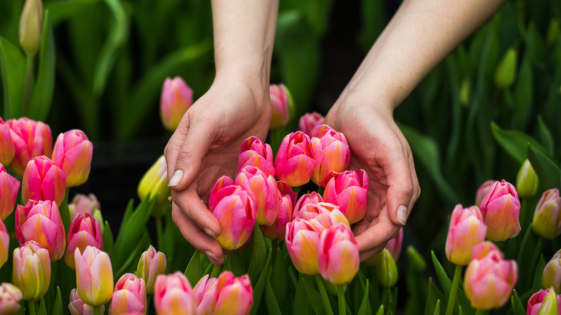 7 hasznos tipp a tulipánok elültetéséhez