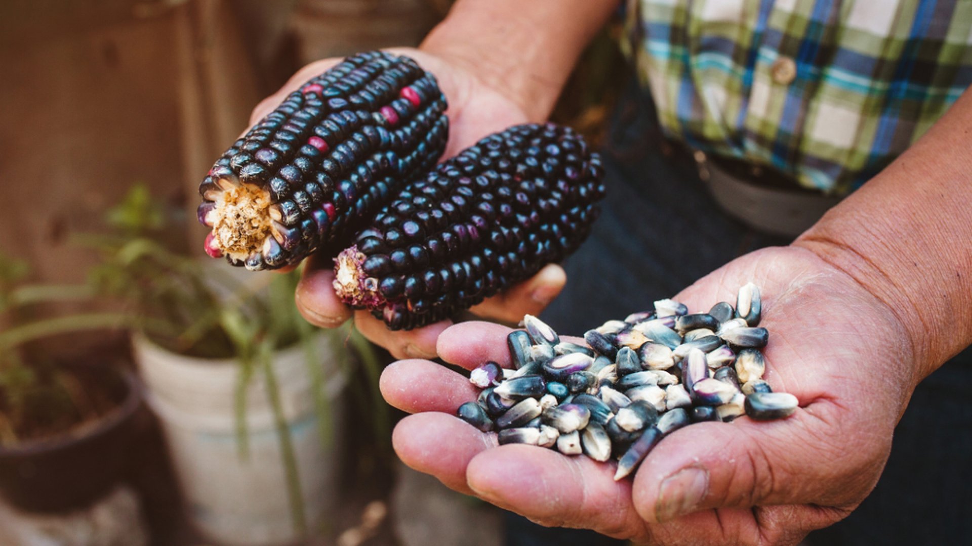 Így termelj kék kukoricát és készíts belőle kék tortillat!