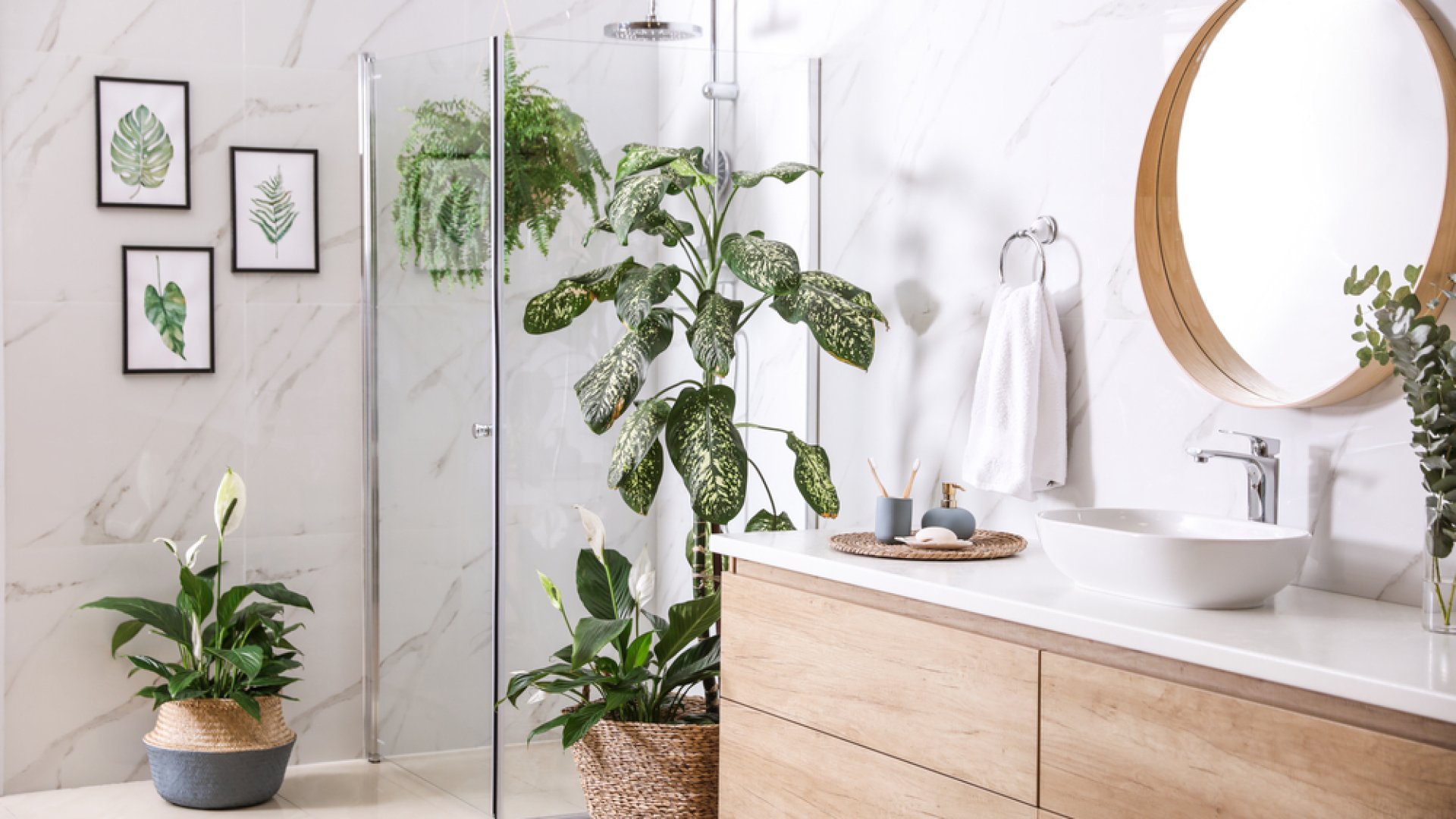 Szobanövények a fürdőszobába