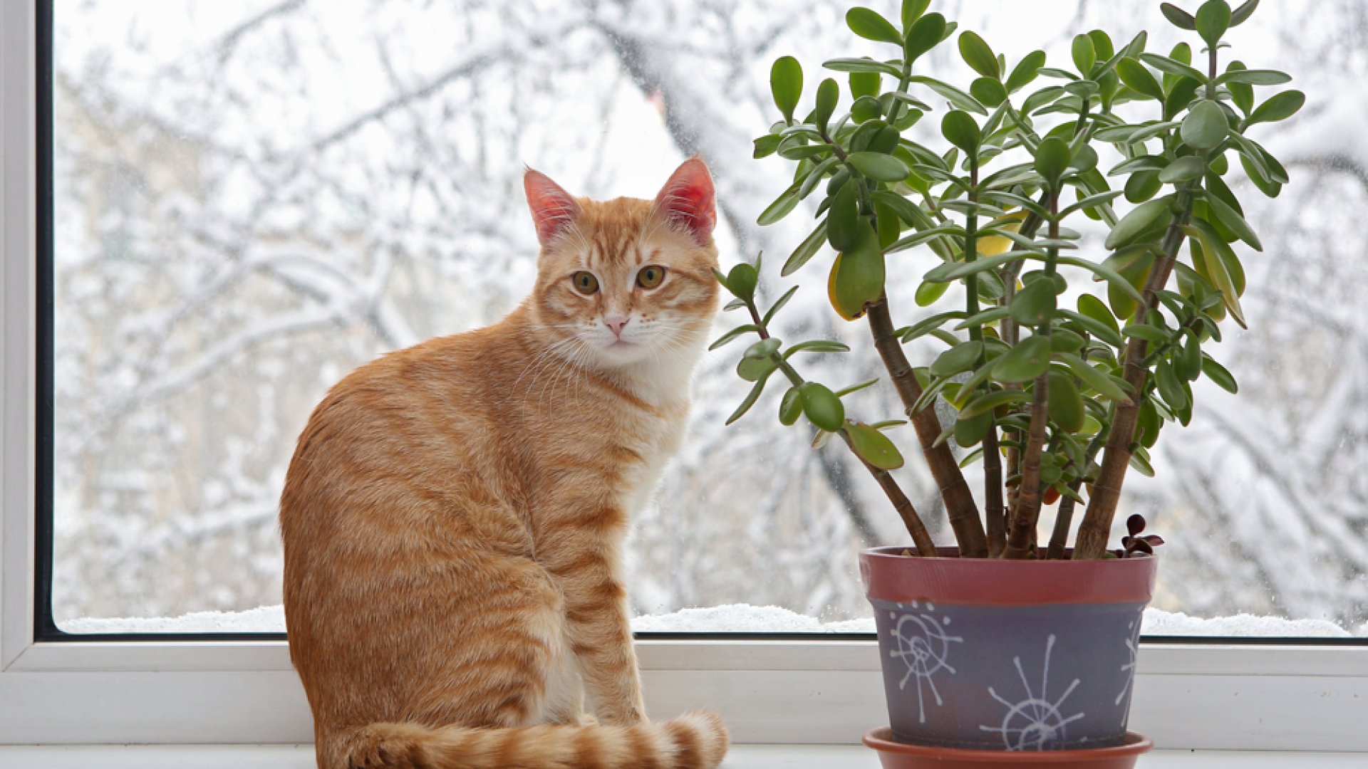 14 tipp a növények beltéri tárolásához és gondozásához télen