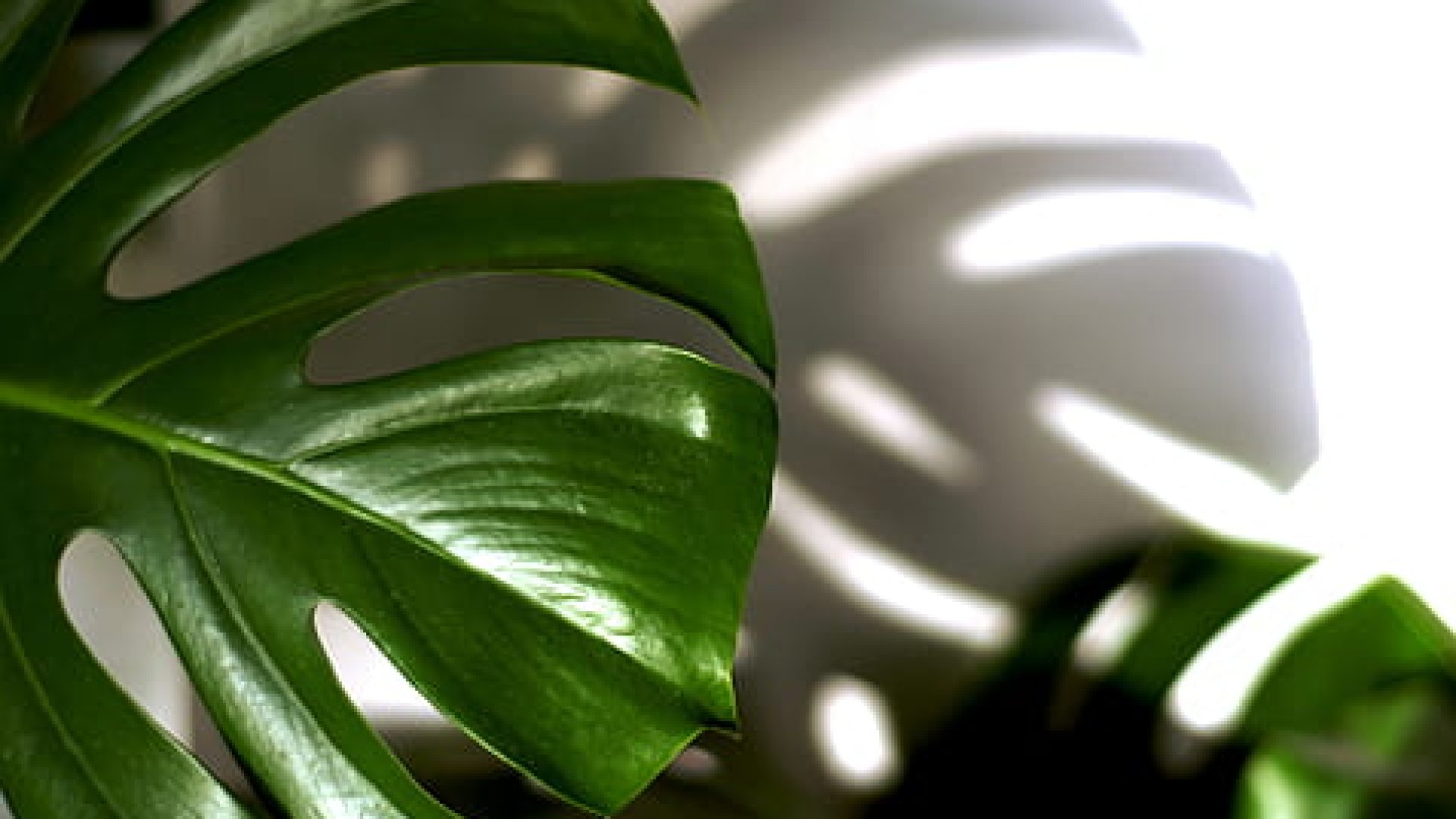 12 szobanövény, amivel csak a gond lesz