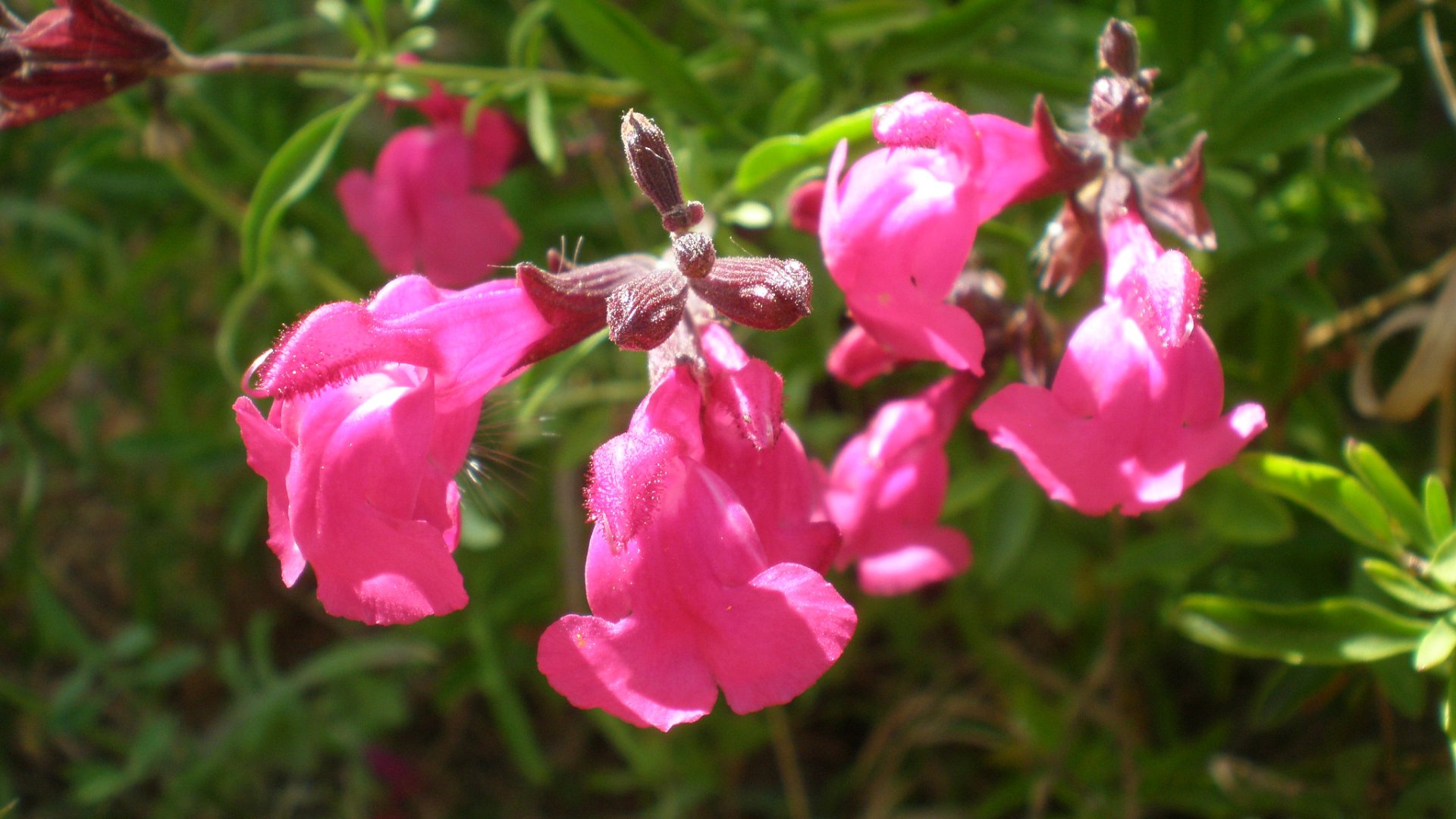 Az őszi zsálya nevelése kertünkben