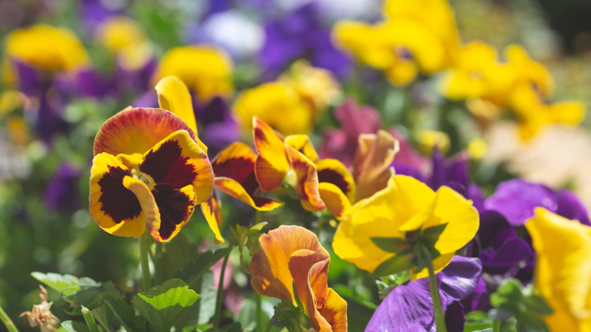 Íme, mit ültess ősszel a legszebb tavaszi udvarért