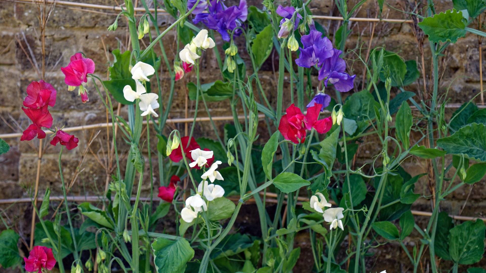 A 10 legjobb hidegtűrő virág: mely virágok bírják legjobban a telet