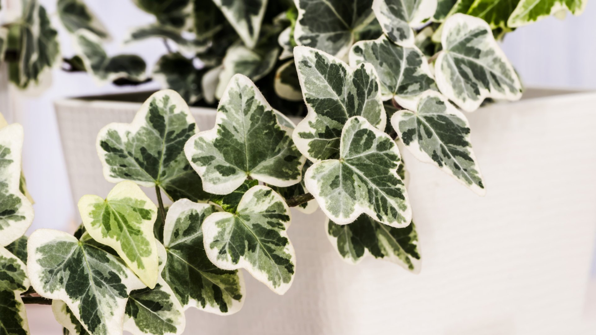 Ritka szobanövények – Dobjuk fel otthonunkat különleges szobanövényekkel