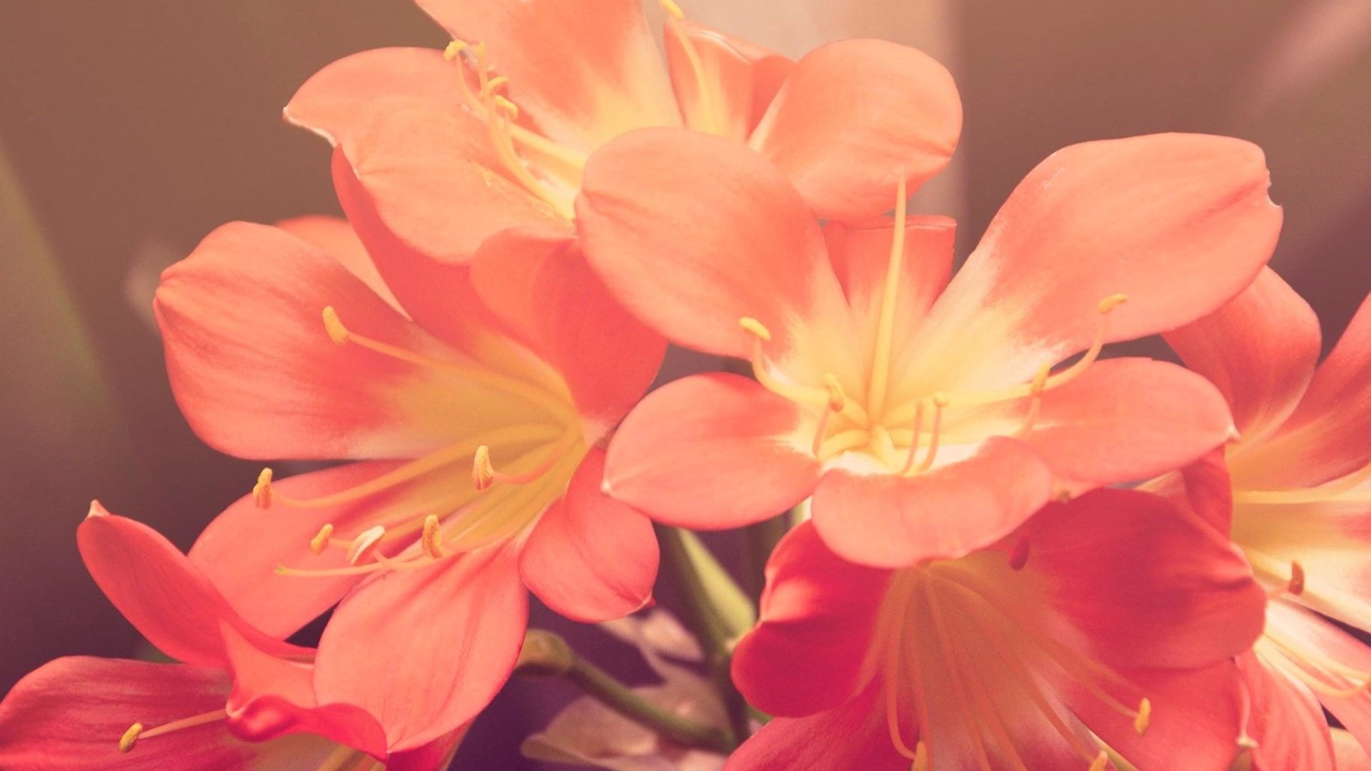 A 10 legjobb szobanövény: kötelező szobanövények 2022