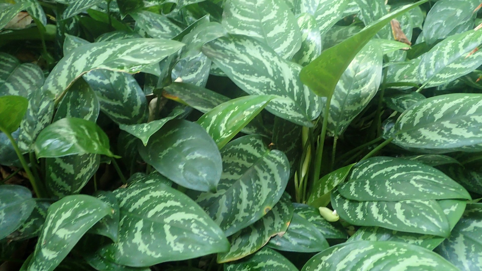 Ez az 5 szobanövény fény és víz nélkül is hetekig túlél