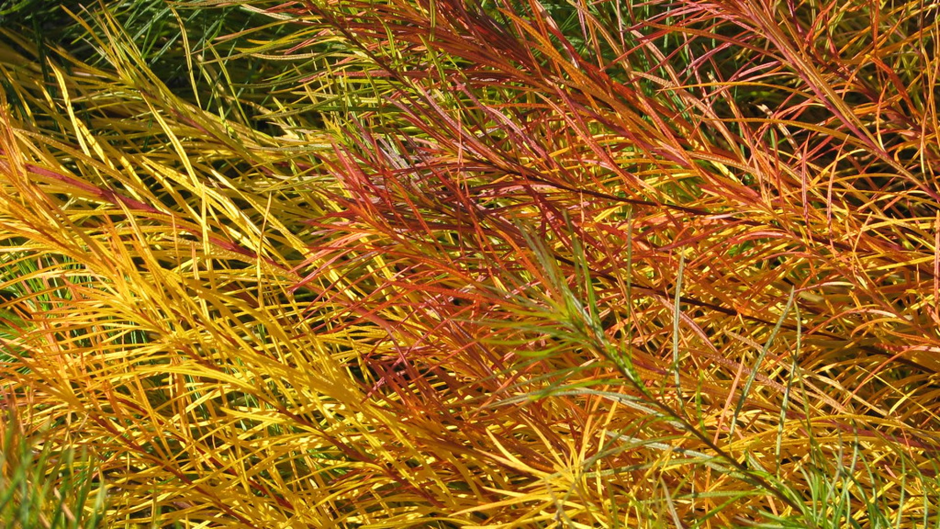 A legszebb 10 őszi növény - ezeket érdemes Neked is ismerned