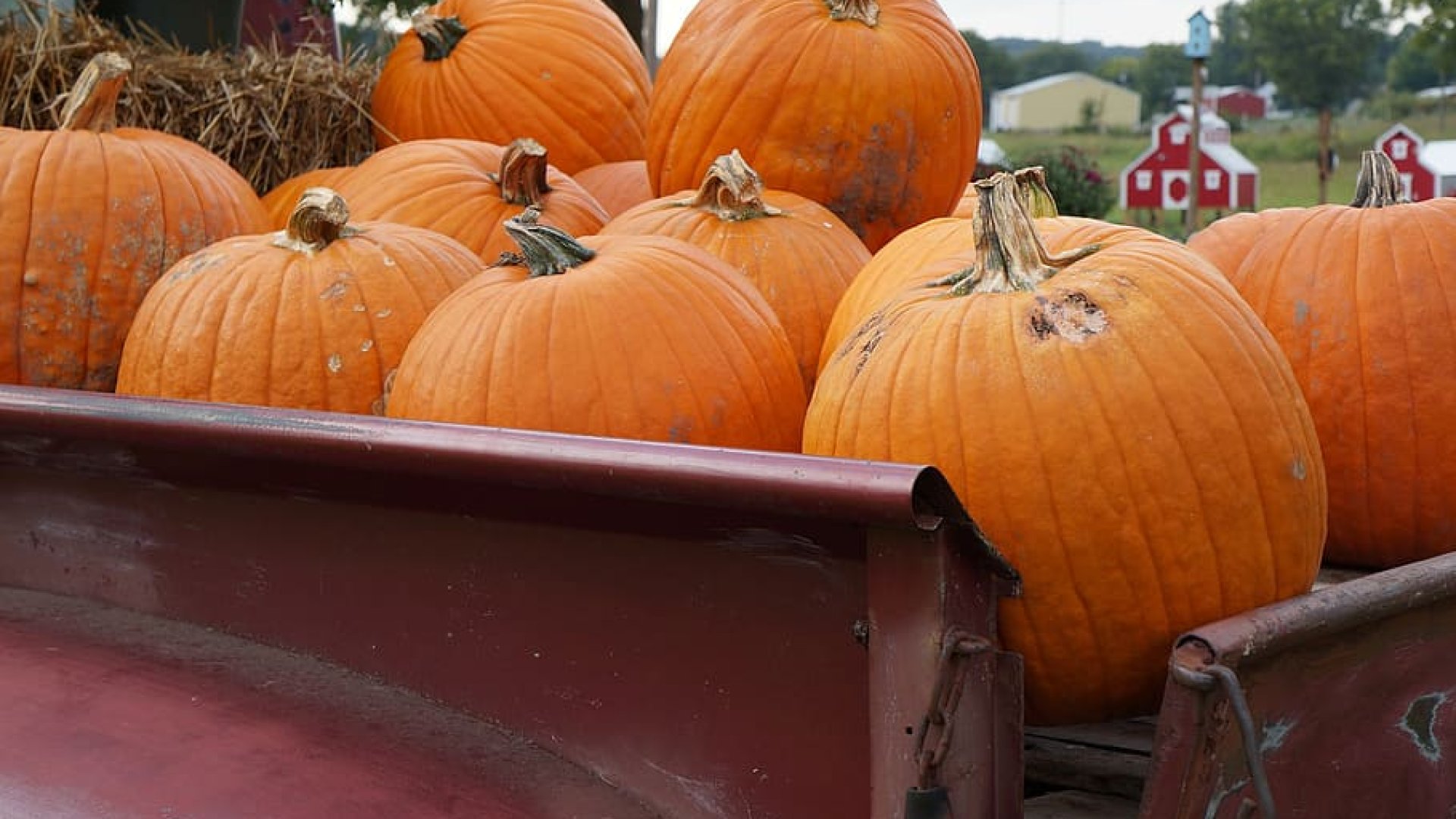 Minden, amit érdemes tudnod a tök neveléséről – a magoktól egészen a növény gondozásáig