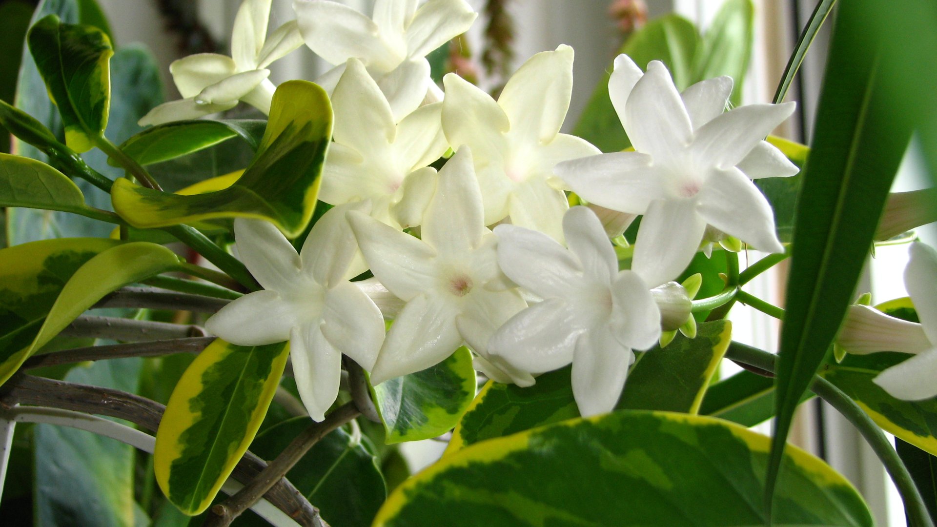 Varázsolj Te is isteni illatot lakásodba – ezek a növények lesznek segítségedre