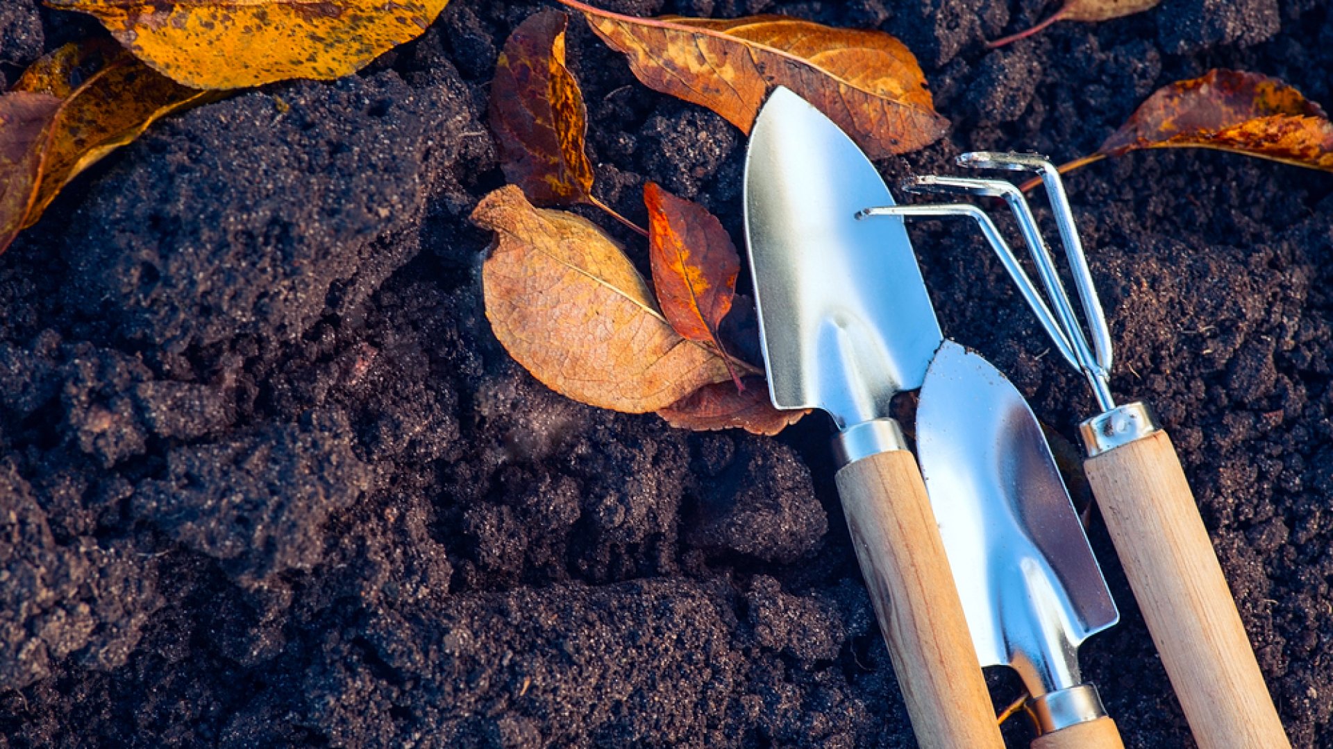 Október a konyhakertben – ezeket érdemes még ilyenkor elvetni