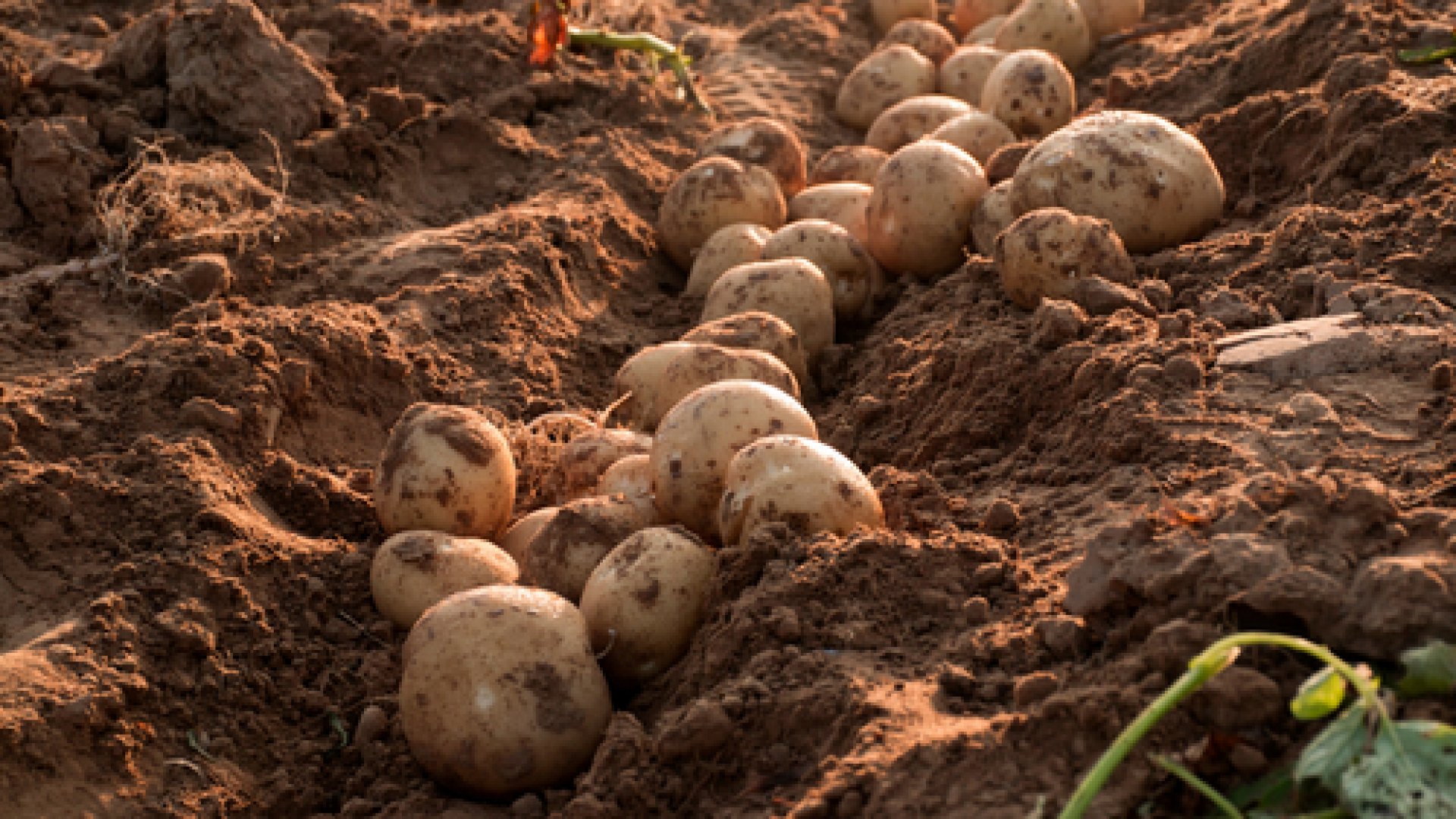 Teendők a kertben – ezek várnak októberben 