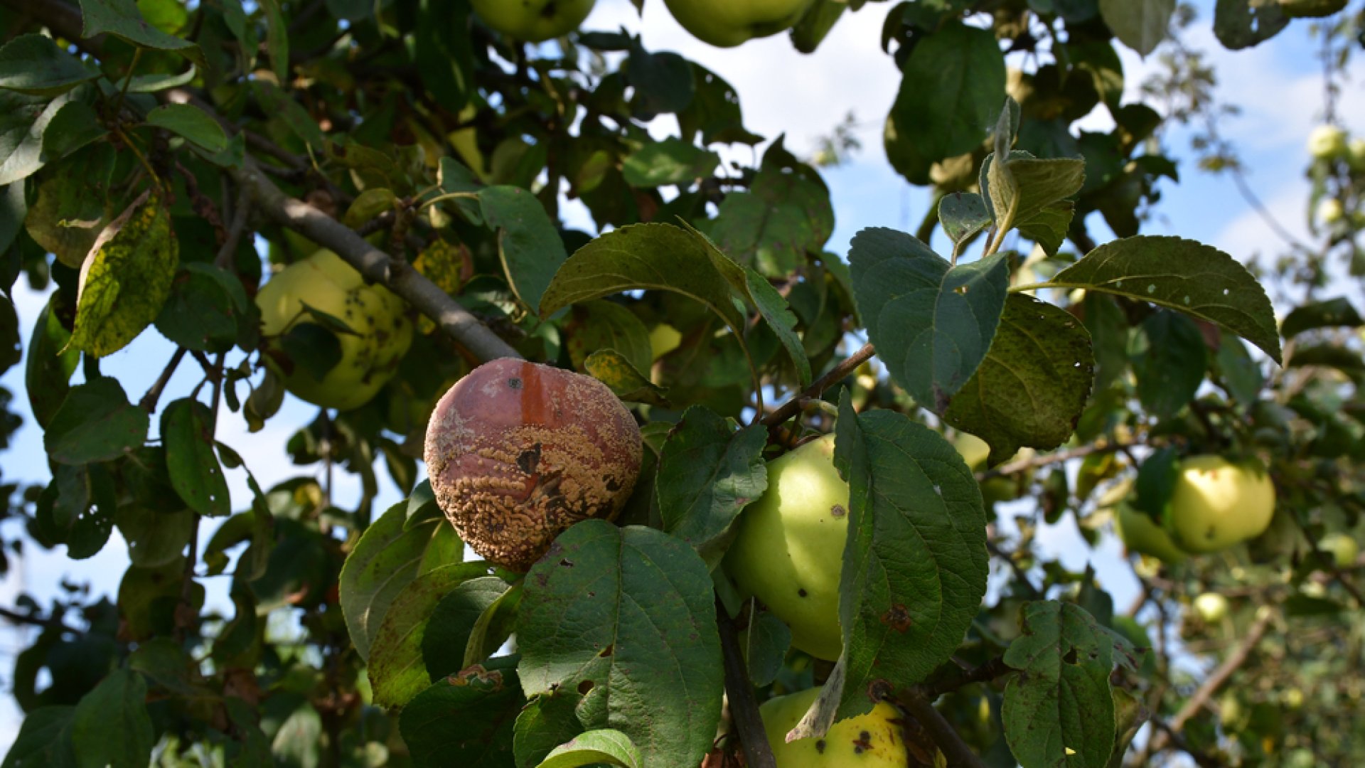 Gyakori gyümölcsfa betegségek – ezekre érdemes odafigyelned