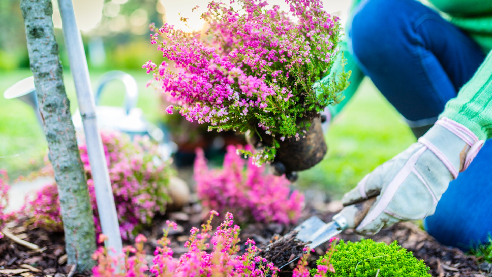 Nem kell búcsút mondanod a színes erkélyednek - ezek a növények segíteni fognak!