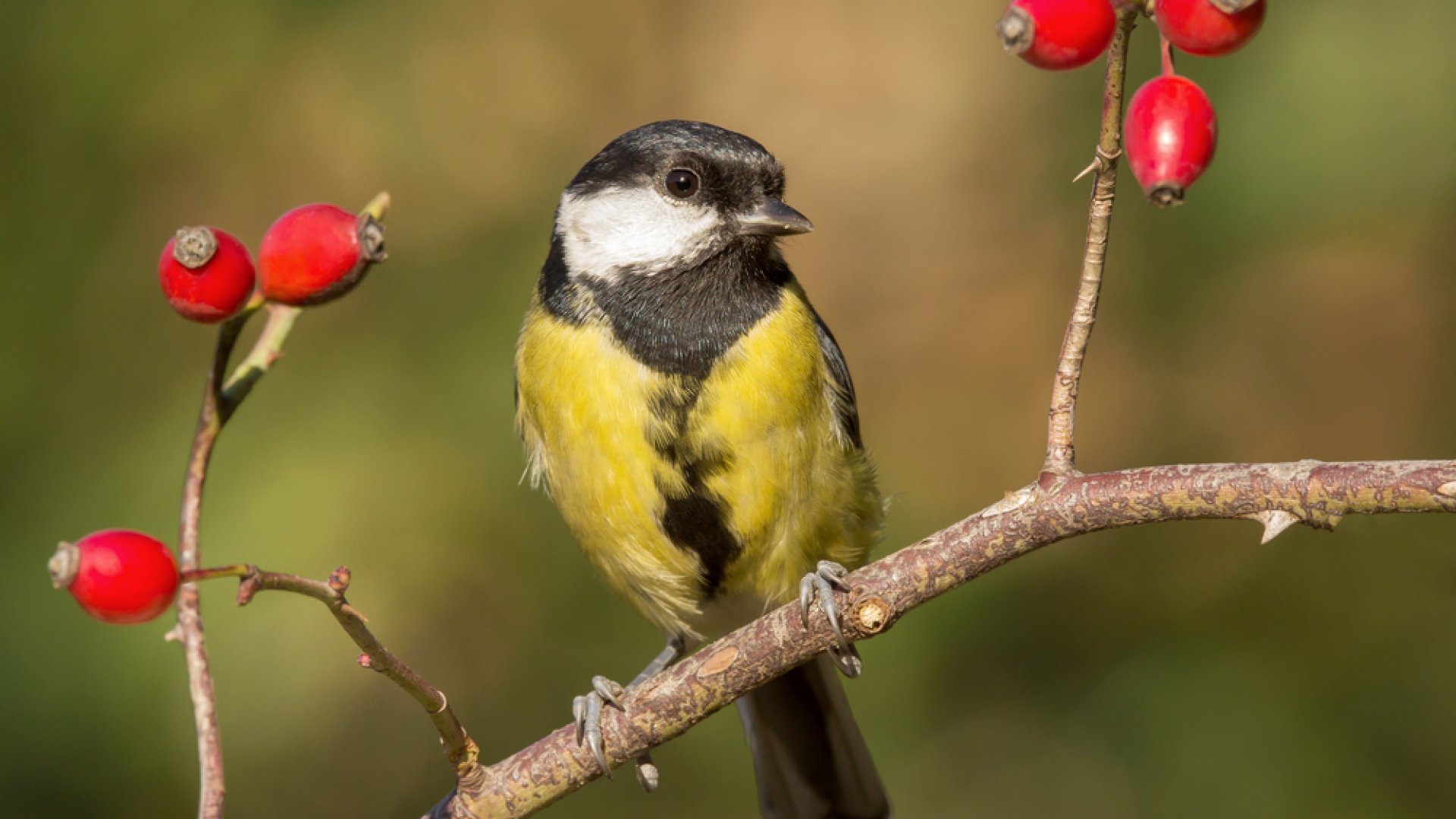 Itt az ideje madárbarát bogyós gyümölcsöket ültetni!