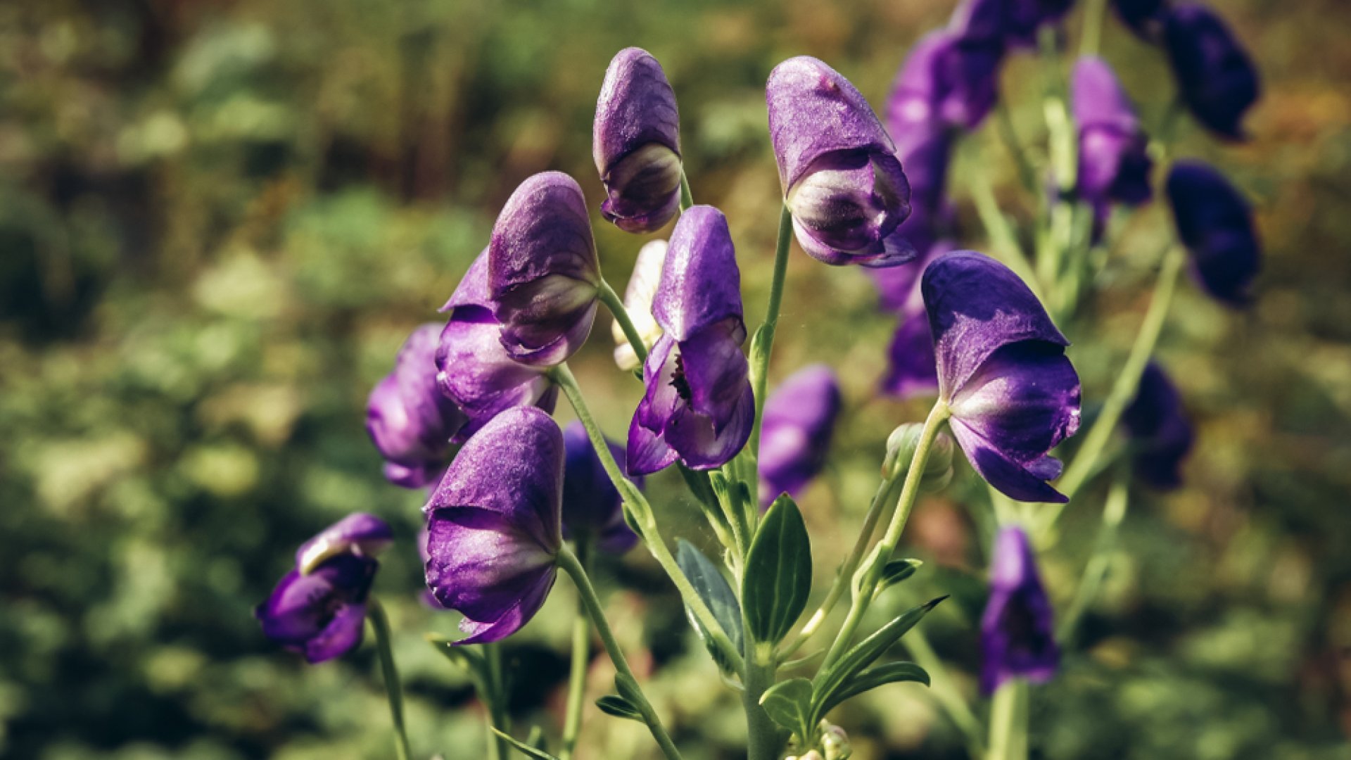 A gyilkos szépség – bemutatkozik a sisakvirág