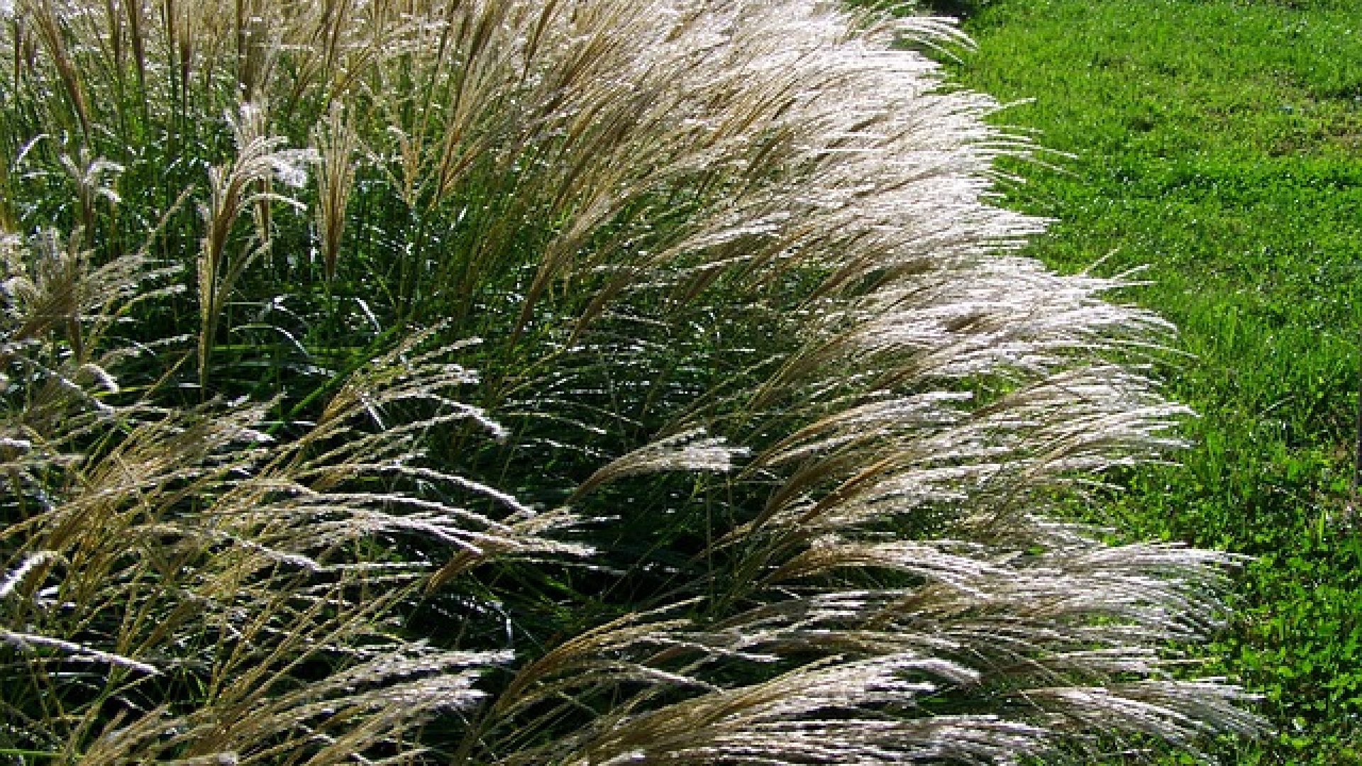 Milyen díszfüvet érdemes kertedbe választani? Ismerd meg őket most Te is