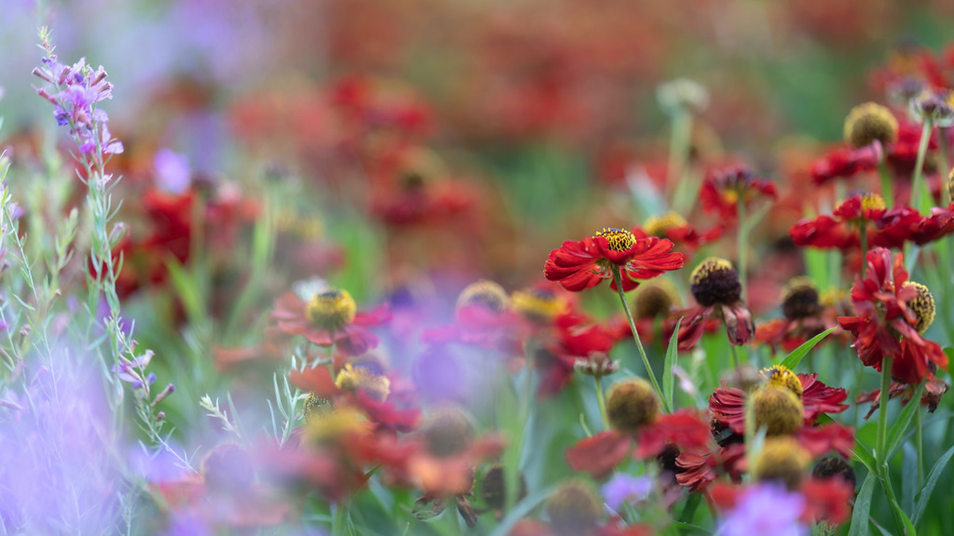 5 szuper, színpompás évelőágyás – így legyen Neked is természetes kerted!