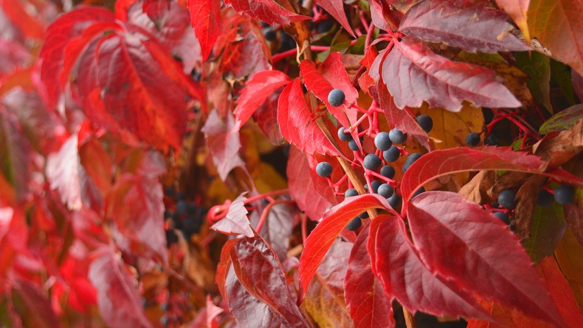 További 5 gyönyörű növény a csodaszép őszi kert érdekében