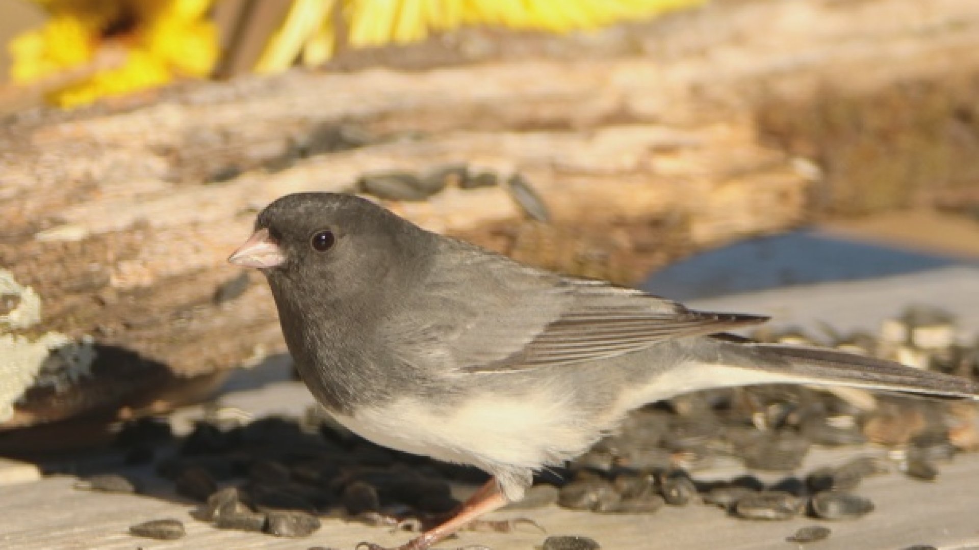 Így gyűjtsük össze a napraforgómagokat a madarak etetésére