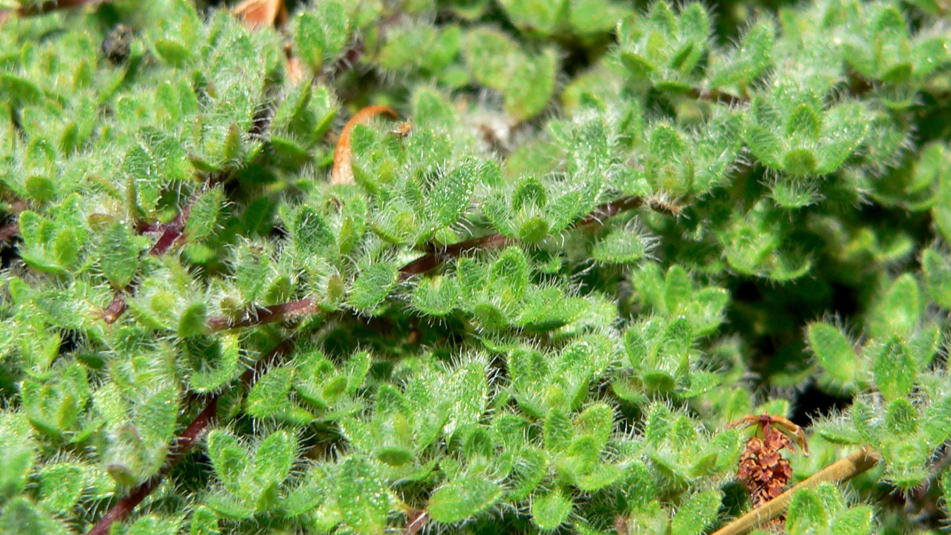 Taposható növények, amiken bátran végigsétálhatsz kertedben