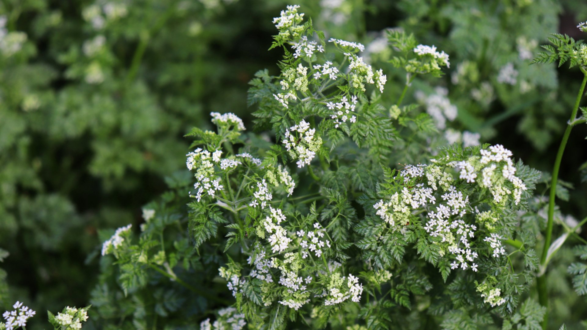 A 6 legjobb árnyéktűrő fűszernövény