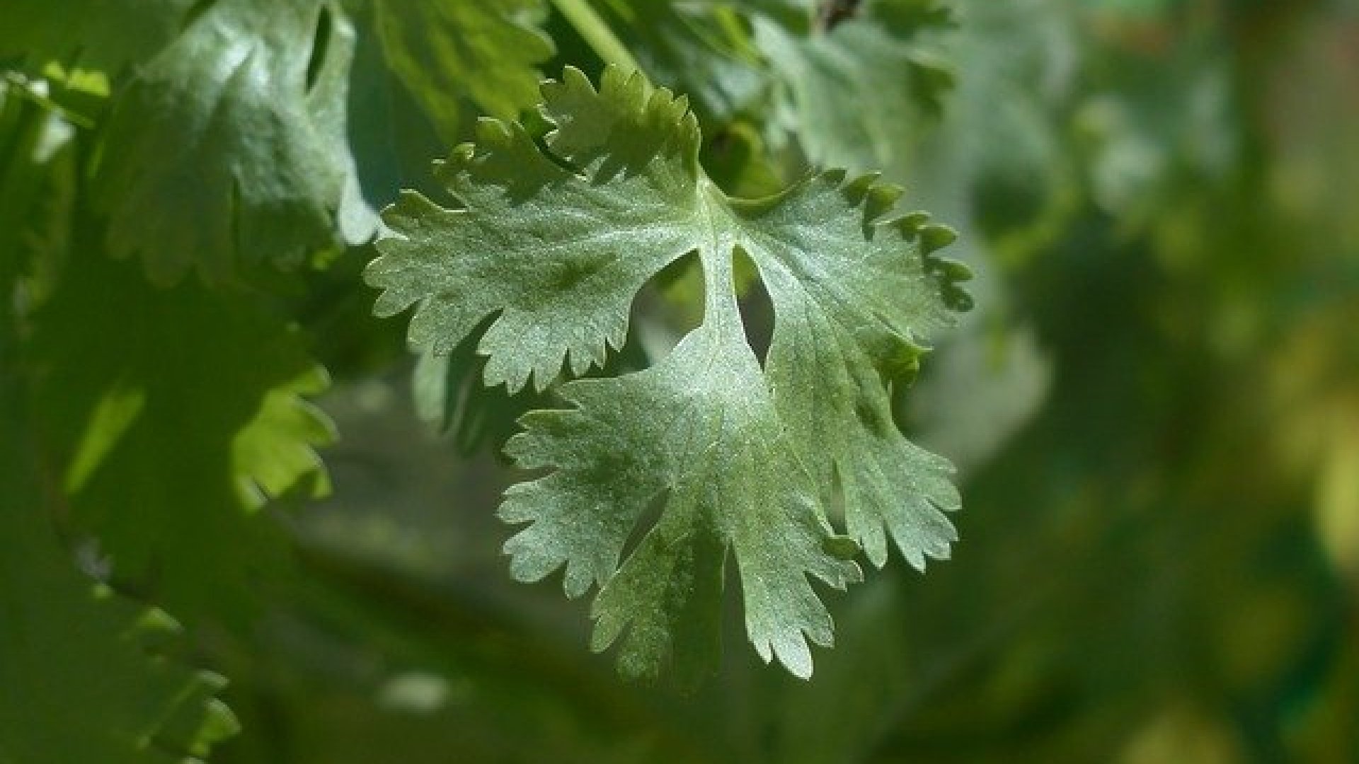 Nevelj Te is sikeresen koriandert – most szuper trükköket osztunk meg neveléséhez