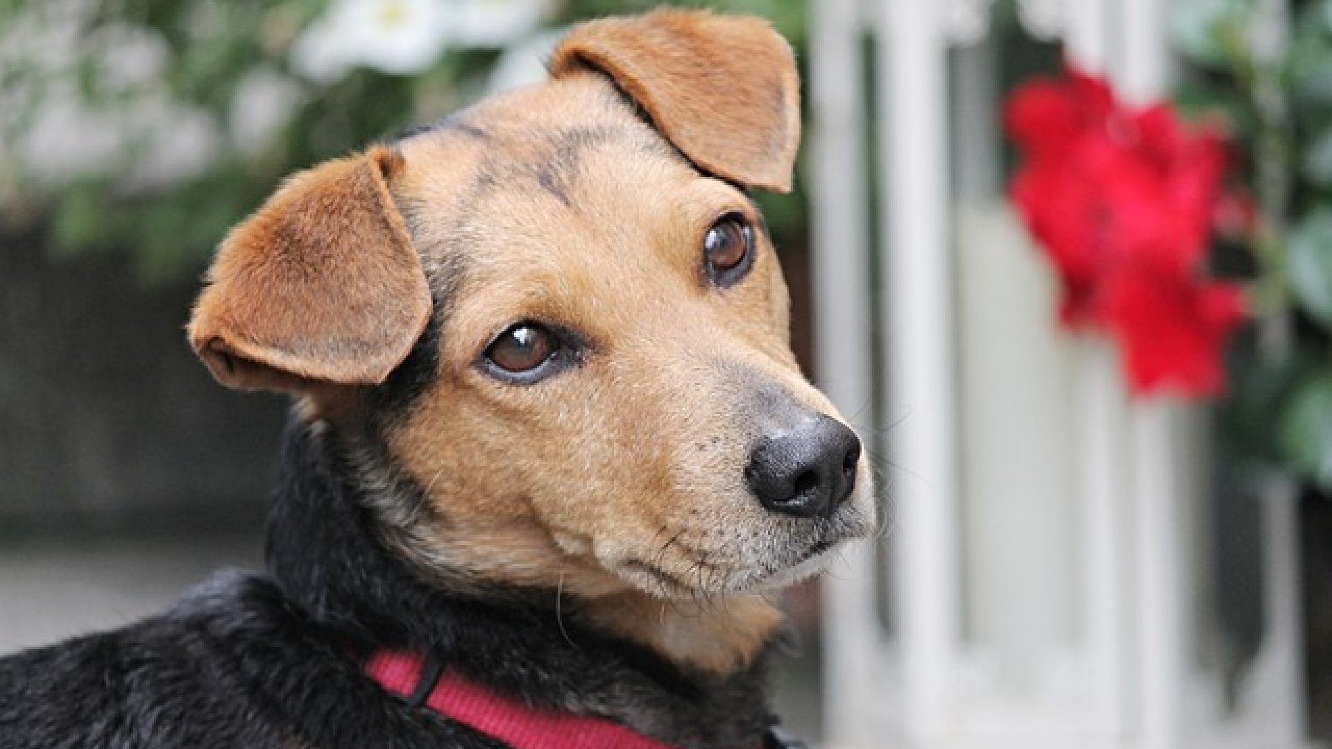 A kutyatartás előnyei – négylábúakkal az egészségünk érdekében