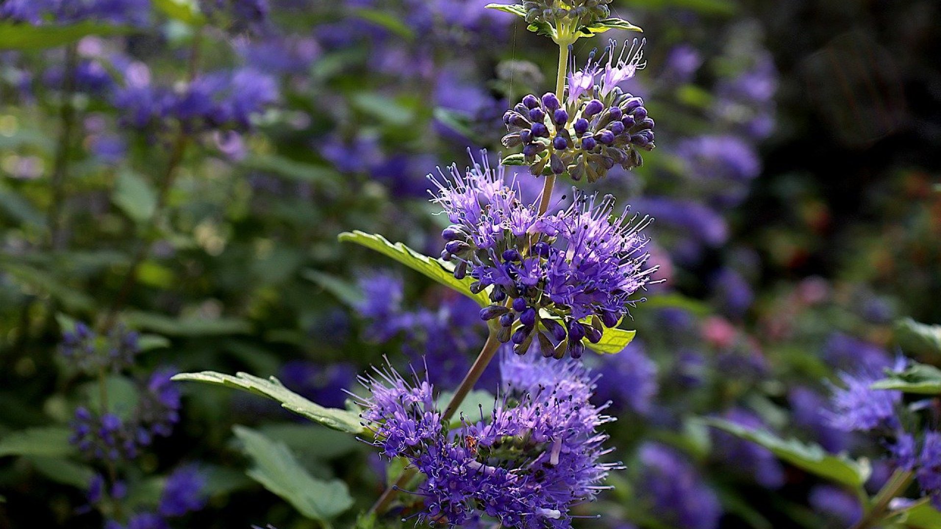 Díszcserjét szeretnél nevelni kertedben? Ismerd meg a kékszakállat