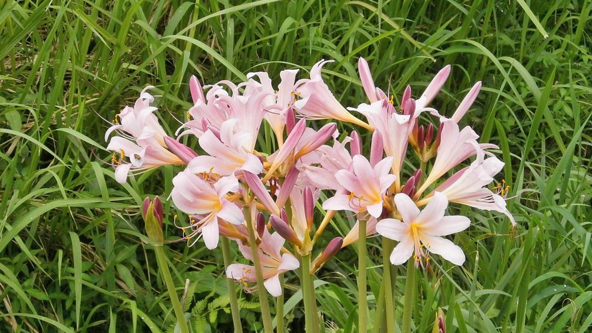 A nyár második felében virágzó szépség – ismerd meg Te is a japánamarilliszt!