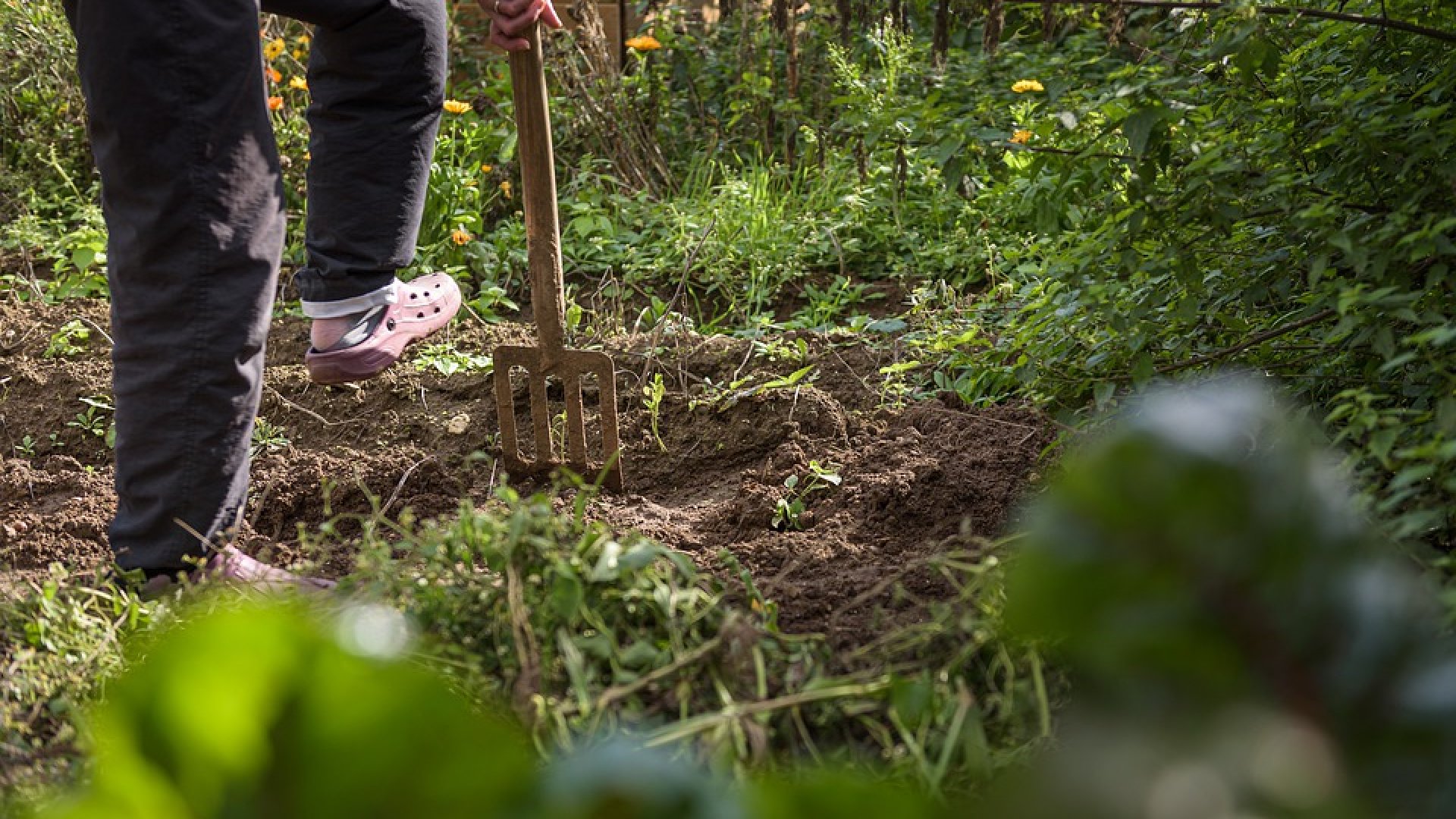 Augusztusi kerti munkák – ezeket nem szabad a hónapban elfelejtened